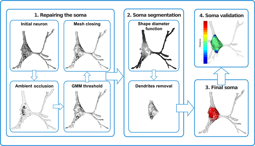 Frontiers  A univocal definition of the neuronal soma morphology using  Gaussian mixture models
