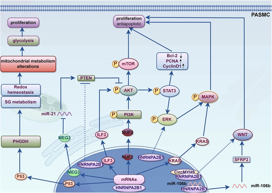 Diagram illustrating cellular signaling pathways involved in proliferation in PASMCs. It shows interactions among key proteins like mTOR, AKT, PI3K, and MAPK, with upstream and downstream effects. Pathways influence proliferation, glycolysis, antiapoptotic processes, and metabolic alterations through various mediators like miR-21 and miR-106b. Connections are denoted by arrows, with some pathways regulated by phosphorylation.