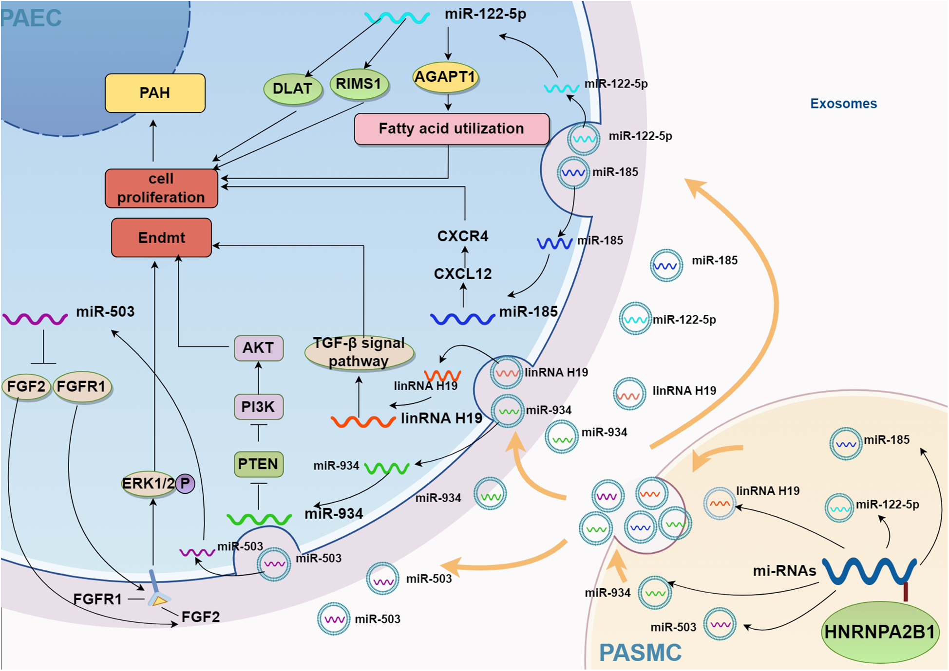 Diagram illustrating cellular signaling pathways between PAEC (pulmonary artery endothelial cells) and PASMC (pulmonary artery smooth muscle cells). Key components include PAH, cell proliferation, EndMT, fatty acid utilization, and exosome-mediated transfer of miRNAs and lncRNAs (miR-122-5p, miR-185, miR-503, miR-934, lncRNA H19). Various pathways and molecular interactions are shown with arrows and labels, involving factors like FGF2, FGFR1, AKT, PI3K, PTEN, and TGF-β signaling. Components are depicted in colored shapes to indicate different roles and interactions.