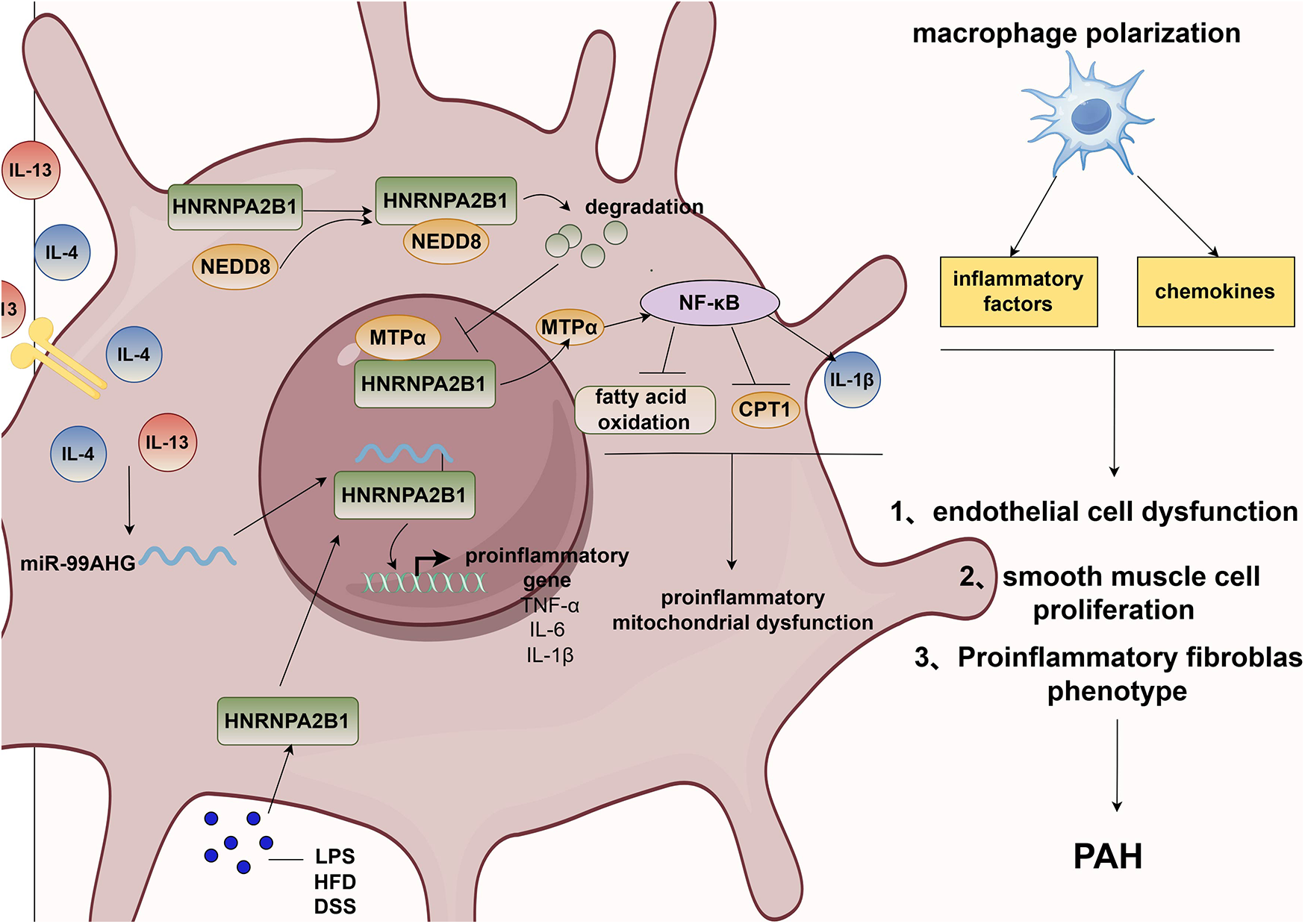 Illustration of macrophage polarization influenced by IL-4 and IL-13, showing HNRNPA2B1’s role in proinflammatory gene expression and mitochondrial dysfunction. Pathway leads to endothelial dysfunction, smooth muscle proliferation, and a proinflammatory fibroblast phenotype, contributing to PAH development.