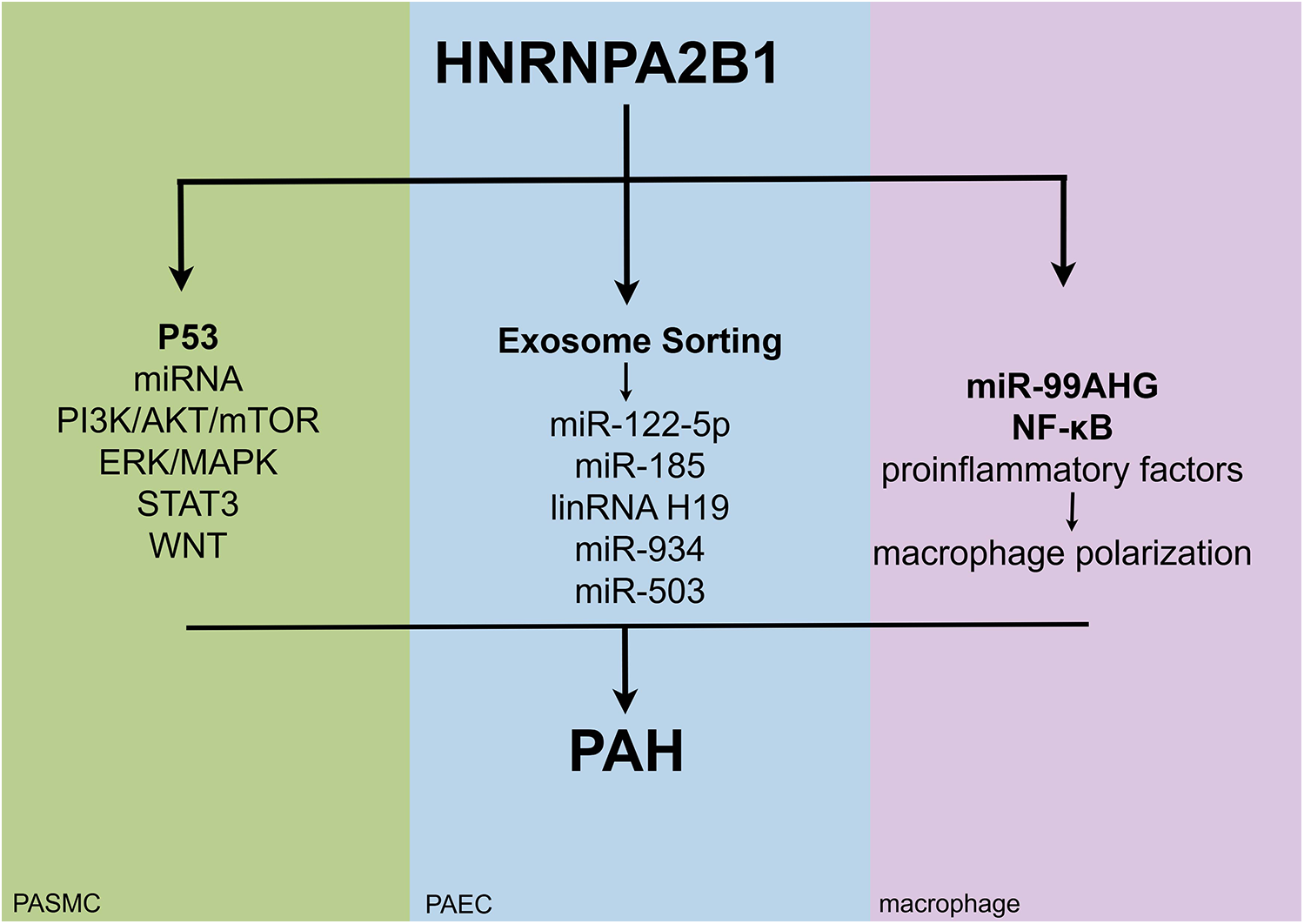 Flowchart showing the role of HNRNPA2B1 in exosome sorting for PAH development. Left: pathways including P53, miRNA, PI3K/AKT/mTOR. Center: exosome sorting of miR-122-5p, miR-185, linRNA H19, miR-934, miR-503 leading to PAH. Right: miR-99AHG and NF-kB influence proinflammatory factors and macrophage polarization. Sections labeled PASMC, PAEC, and macrophage.