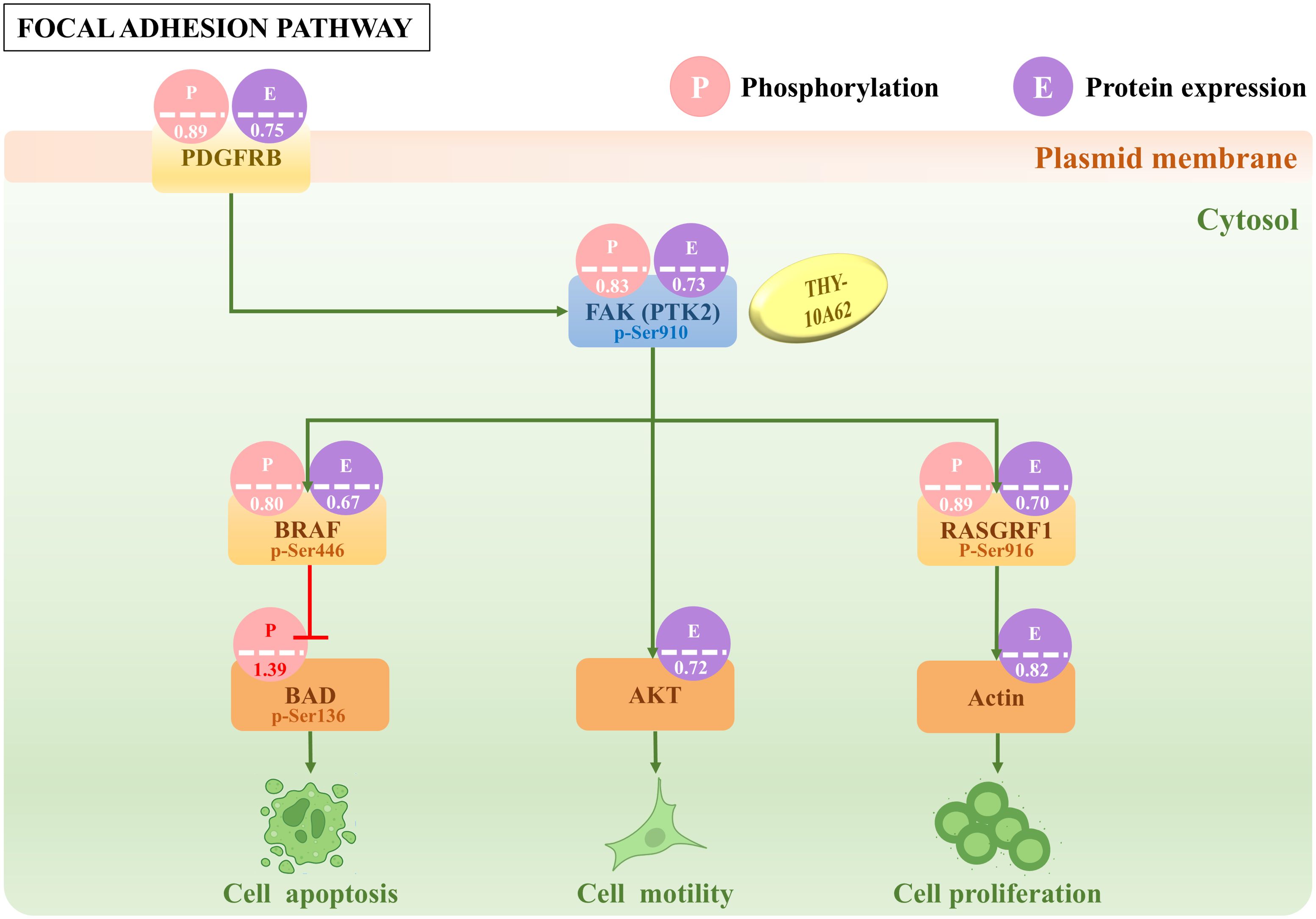 Diagram of the Focal Adhesion Pathway showing interactions between proteins in the plasmid membrane and cytosol. It includes proteins like PDGFRB, FAK (PTK2), BRAF, and their phosphorylation and expression levels. Pathway effects are visualized as cell apoptosis, motility, and proliferation. Components are labeled with phosphorylation (P) and protein expression (E) values.