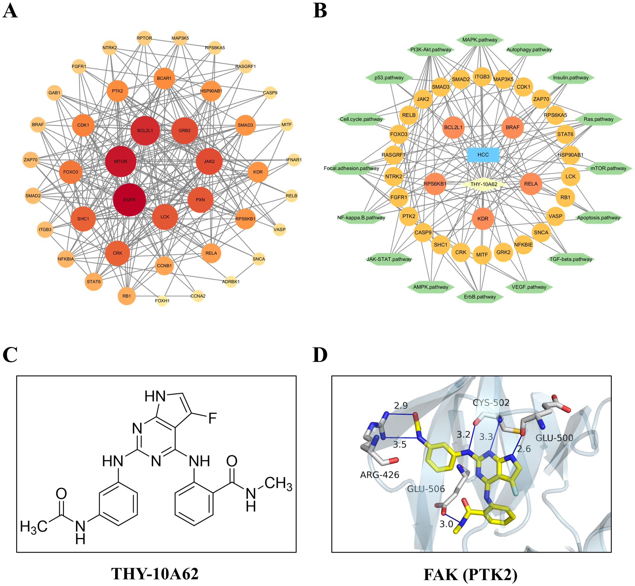 A: Network diagram with nodes representing proteins and pathways related to IGF1R and MTOR, highlighted in red. B: Similar network with additional pathways connected to HCC and THY-10A62. C: Chemical structure of THY-10A62. D: Molecular binding of FAK with detailed interactions and labeled amino acids.