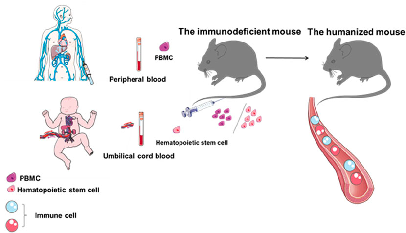 Illustration showing the process of creating a humanized mouse. It involves extracting peripheral blood and umbilical cord blood from a human adult and infant respectively to obtain peripheral blood mononuclear cells (PBMC) and hematopoietic stem cells. These cells are then injected into an immunodeficient mouse, converting it into a humanized mouse. The image includes labeled components and arrows indicating the procedure's flow.
