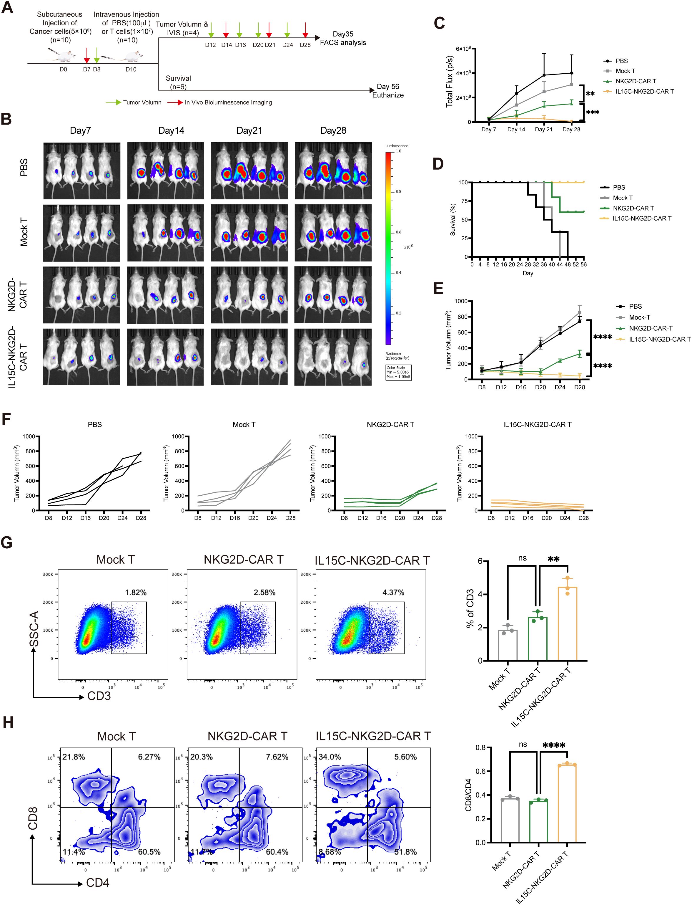Diagram depicting an experimental study on cancer treatment in mice using different CAR T cell formulations. Panel A outlines the timeline of subcutaneous cancer cell injection, intravenous injection of treatments, and imaging days. Panel B shows bioluminescence images of mice at four time points post-treatment, comparing PBS, Mock T, NKG2D-CAR T, and IL-15C-NKG2D-CAR T groups. Panel C presents a line graph showing tumor bioluminescence over time. Panel D is a survival curve for each group. Panel E shows tumor volume over time. Panel F displays individual mouse tumor volume trajectories. Panels G and H include flow cytometry analyses, showing T cell subsets in each group, highlighting differences in CD3 and CD4/CD8 ratios. Graphs indicate statistical significance with asterisks.