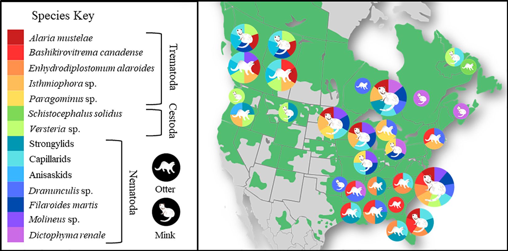 Map showing distribution of various parasite species in NorthAmerica affecting otters and minks. The species key indicates parasite types using different colors. The map uses pie charts to represent the presence of these species indifferent regions.