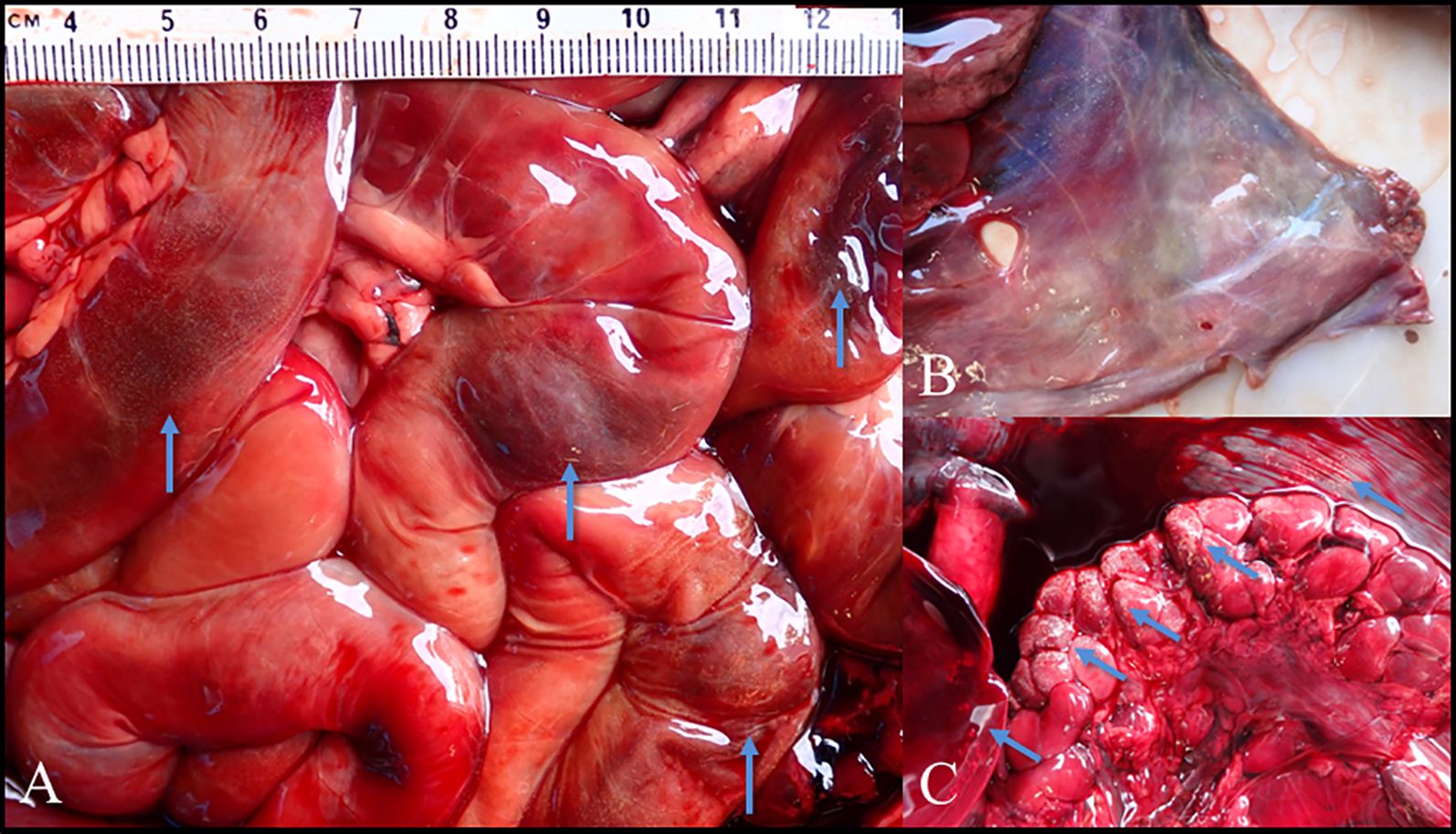 Close-up of internal organs with three labeled sections. Section A shows intestines with arrows indicating lesions and hemorrhaging. Section B displays abdominal musculature with white nodules. Section C shows kidney with arrows indicating white nodules.