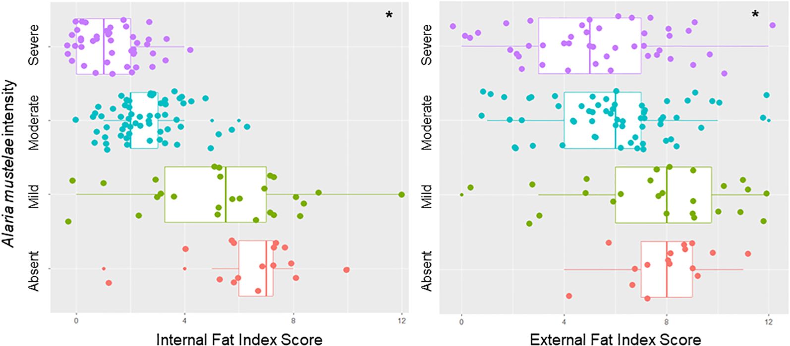 Two box plots compare Internal and External Fat Index Scores with Alaria mustelae intensity levels (Absent, Mild, Moderate, Severe). Both plots show distribution variations, with noticeable clustering and spread differences across the fat scores.