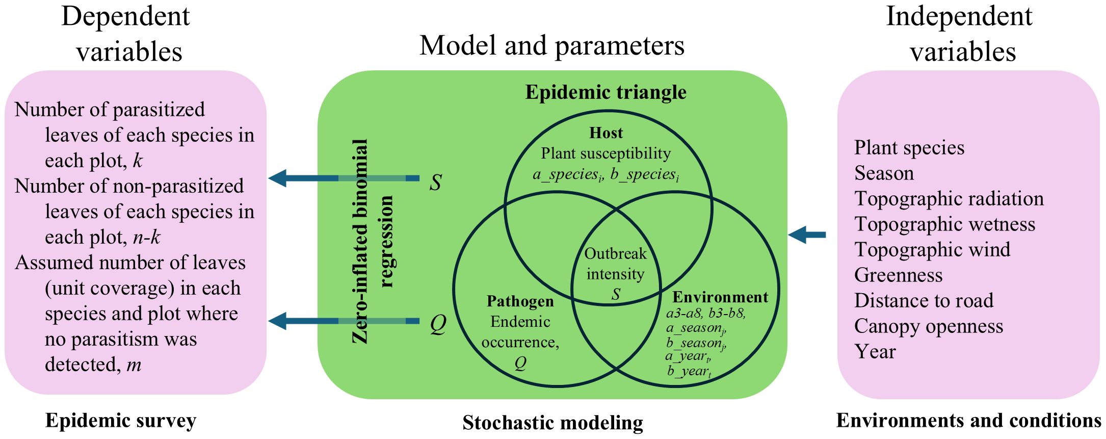 Diagram illustrating a stochastic model for epidemic analysis. It includes two columns titled “Dependent Variables” and “Independent Variables,” connected via a central “Model and Parameters” section. Dependent variables include numbers of parasitized and non-parasitized leaves. Independent variables list factors like plant species, season, and environmental conditions. The central section presents an epidemic triangle comprising host, pathogen, and environment factors, resulting outbreak intensity. Zero-inflated binomial regression and parameters denoted by S and Q are indicated between “Dependent Variables” and “Model and Parameters” section.