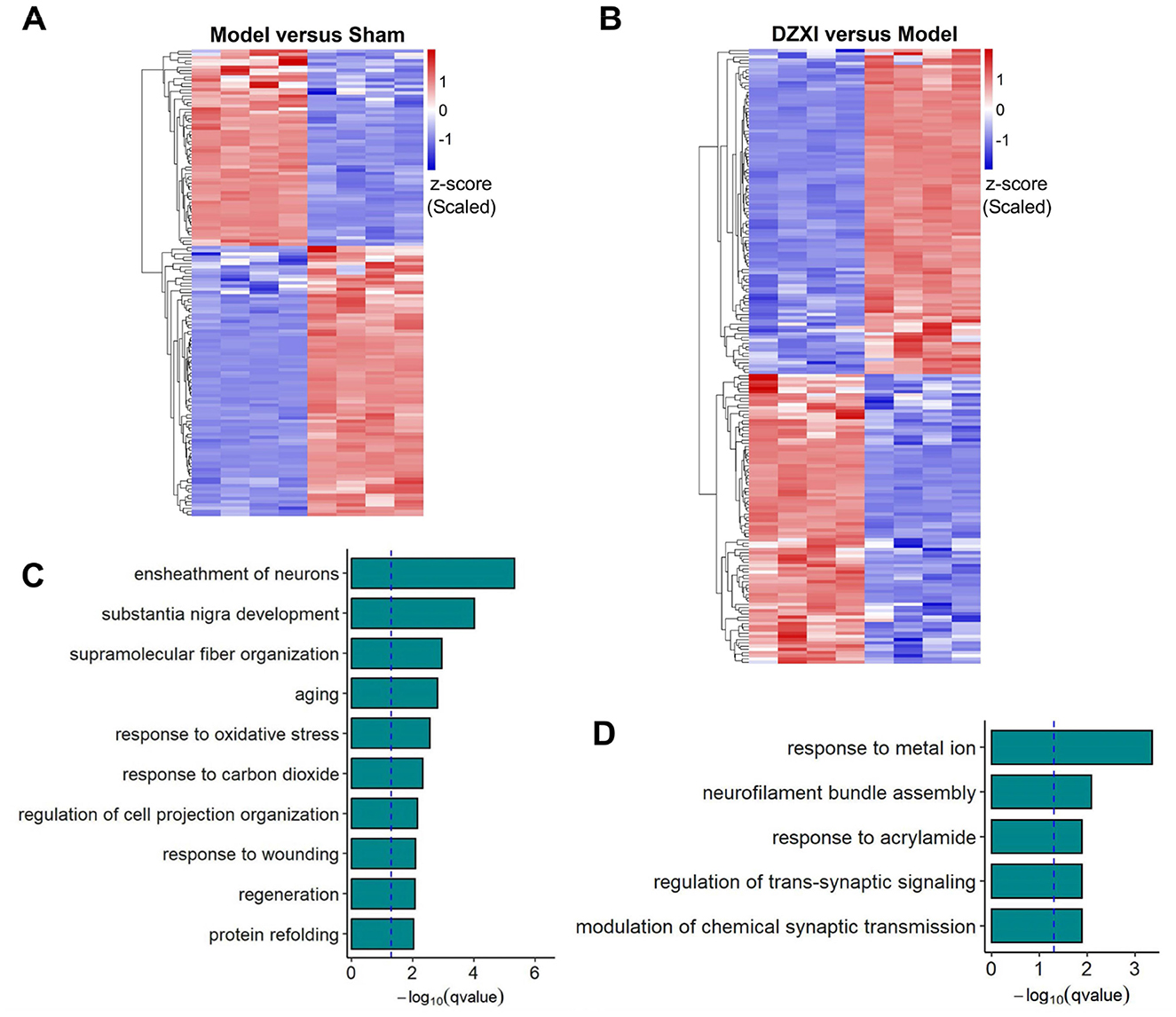 Heatmaps and bar charts comparing gene expression and biological processes. Panel A shows a heatmap of “Model versus Sham” with a range of z-scores. Panel B shows “DZXI versus Model” with similar z-score scaling. Blue indicates lower expression, red higher. Panel C presents a bar chart of enriched biological processes like “ensheathment of neurons” and “aging” with -log10(q-value) significance. Panel D shows processes such as “response to metal ion” and “modulation of chemical synaptic transmission,” also based on -log10(q-value). Vertical dashed lines indicate significance thresholds.