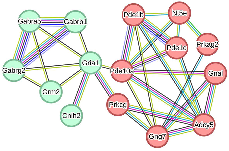 Network diagram showing connections between proteins. On the left, green-colored nodes include Gabra5, Gabrb1, Gabrg2, Grm2, Cnih2, and Gria1, connected with colorful lines. On the right, red-colored nodes such as Pde1b, Nt5e, Prkag2, Gnal, Adcy5, Gng7, Pde10a, Pde1c, and Prkcg are interconnected. The diagram illustrates the complex interactions between these proteins.