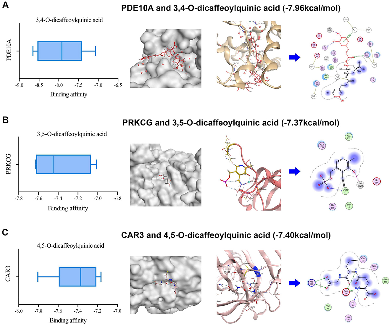 Binding interactions for three enzymes with caffeoylquinic acids are shown. Panel A: PDE10A with 3,4-O-dicaffeoylquinic acid (-7.96 kcal/mol). Panel B: PRKCG with 3,5-O-dicaffeoylquinic acid (-7.37 kcal/mol). Panel C: CAR3 with 4,5-O-dicaffeoylquinic acid (-7.40 kcal/mol). Each panel displays a binding affinity box plot, a molecular surface interaction view, a protein-ligand interaction diagram, and a two-dimensional ligand interaction diagram.