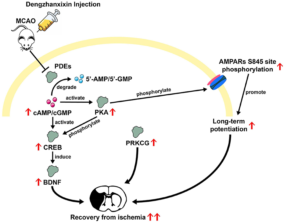 Diagram illustrating the molecular pathway potentially influenced by Dengzhanxixin injection in a mouse model of MCAO. It shows inhibition of PDEs, leading to increased cAMP/cGMP, activation of PKA, and phosphorylation of AMPARs, promoting long-term potentiation. CREB activation induces BDNF, aiding recovery from ischemia. PRKCG is also elevated. The pathway reflects interventions aiding ischemic recovery.