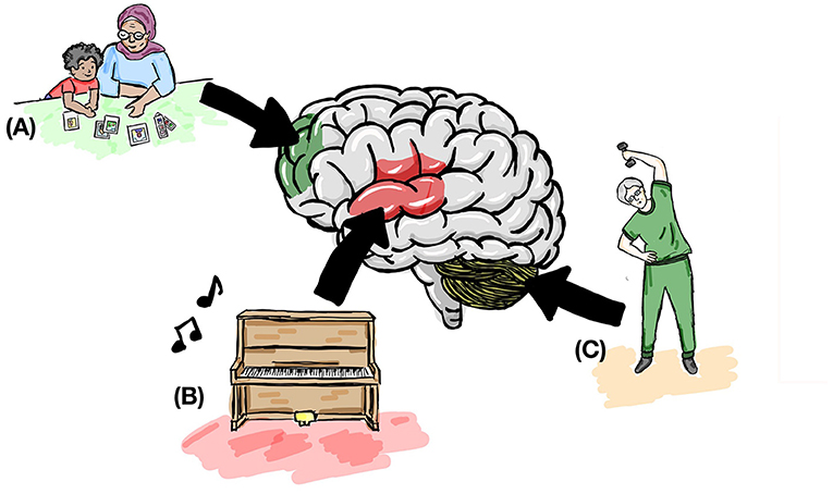 Figure 3 - Patients with dementia should participate in regular physical and brain activities.