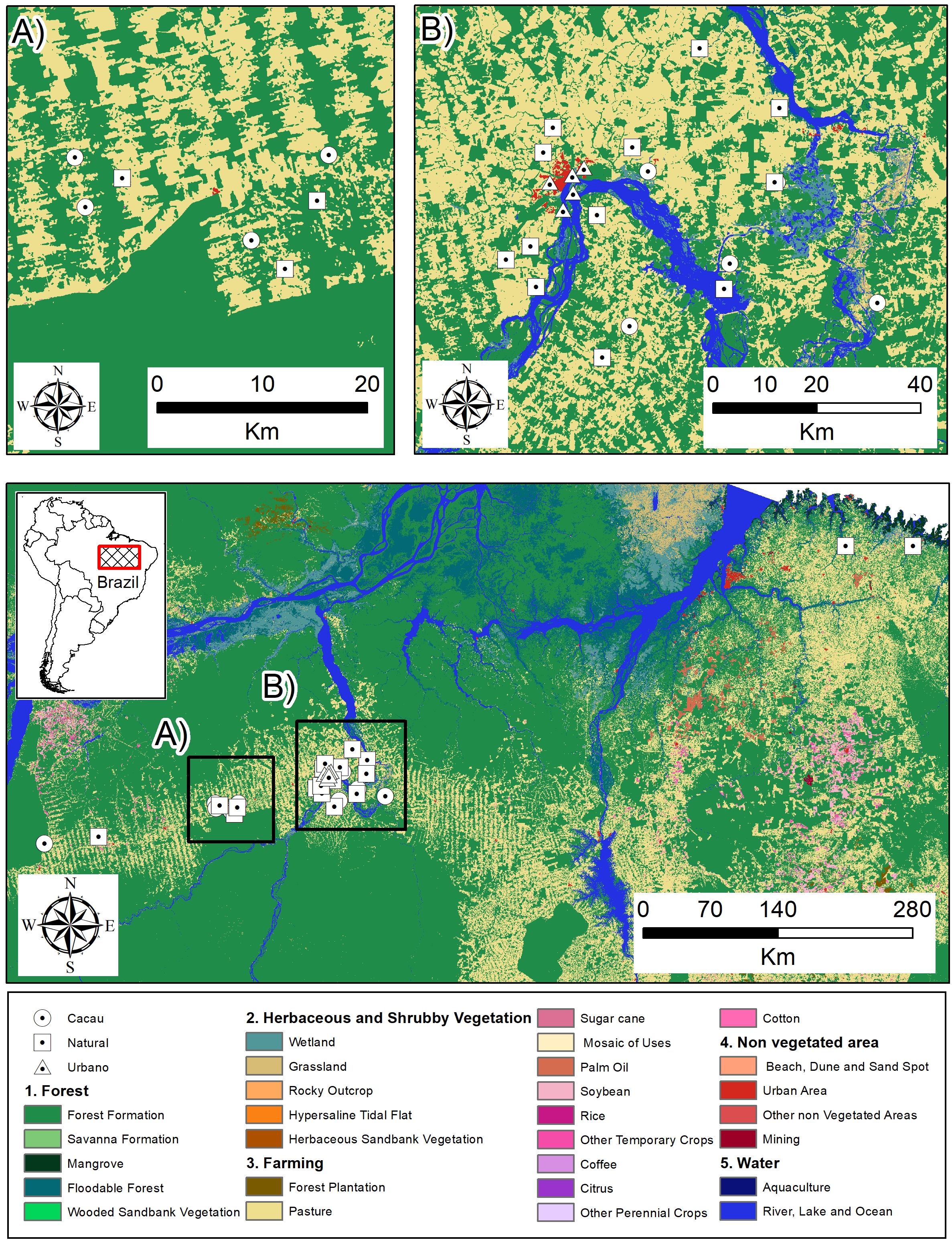 Three-panel map showing land use in an Amazon region of Brazil. Panel A zooms into an area with forest and pasture, highlighted with symbols for cacao, natural sites,and urban areas. Panel B expands to a larger area including forest, herbaceous vegetation, and water bodies, with similar symbols. The bottom map displays a broader view, marked with similar land use types and symbols, accompanied by alegend detailing vegetation categories and a scale bar. Insets include a location map ofBrazil within South America.
