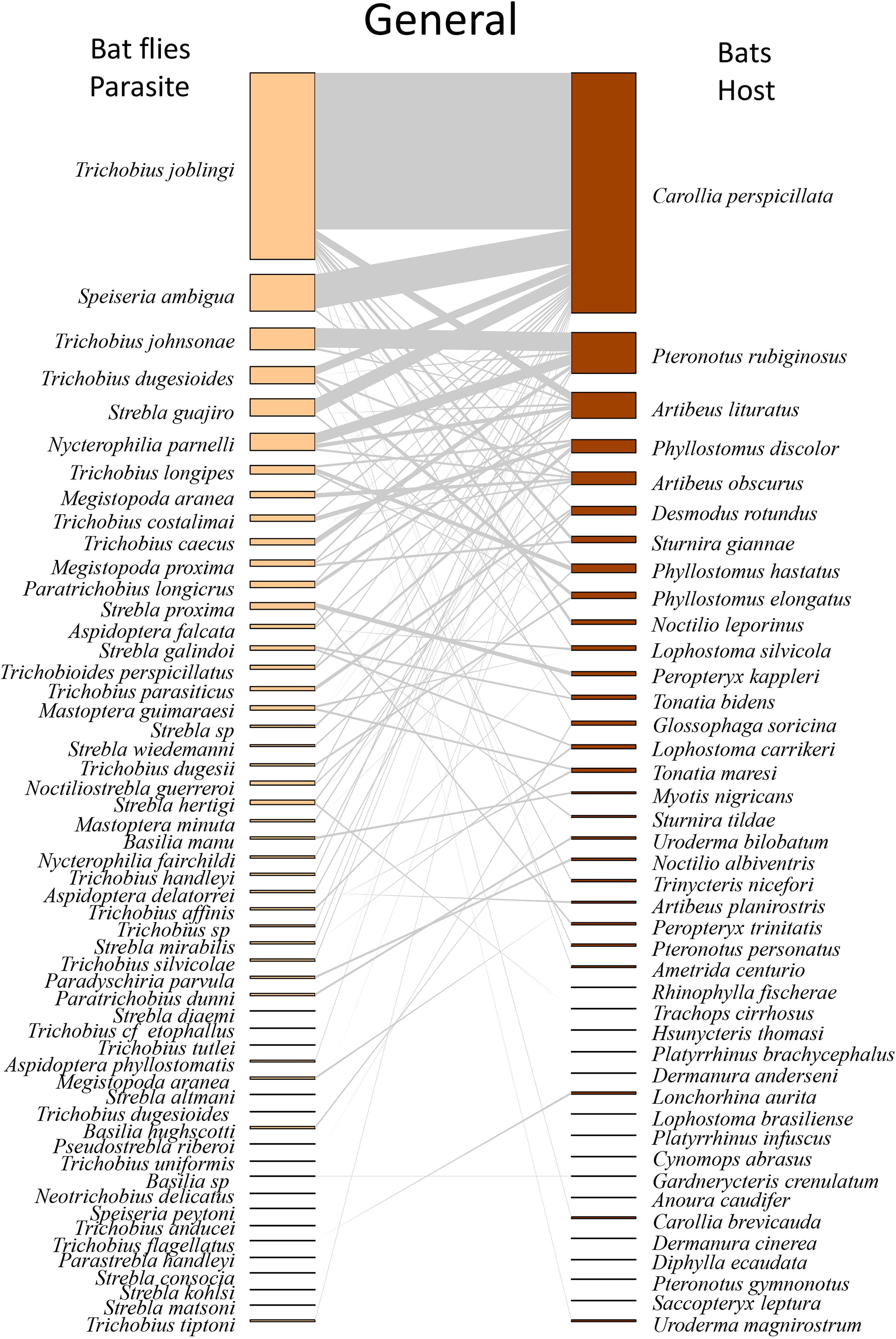 Host-parasite interaction network between bat flies (Diptera: Streblidae/Nycteribiidae) and their chiropteran hosts (Mammalia: Chiroptera). The left column lists bat fly parasites, and the right column shows their corresponding bat hosts. Lines connecting the two lists indicate parasite-host relationships. The lines vary in thickness, showing the strength of associations between specific bat flies and bats. Orange bars represent bat flies, and brown bars represent bats, visualizing specificity and interactions.