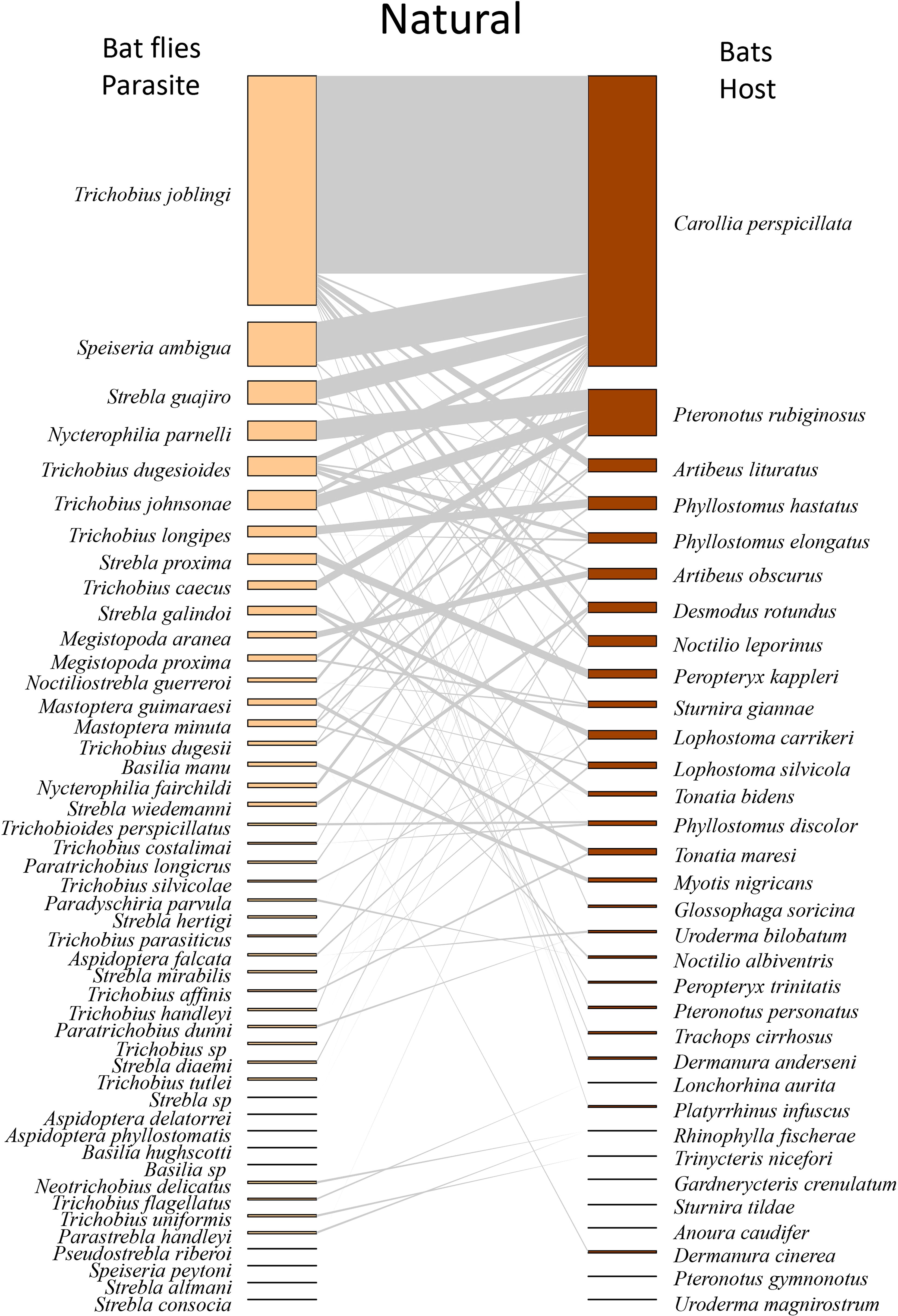 Host-parasite interaction network between bat flies (Diptera: Streblidae/Nycteribiidae) and their chiropteran hosts (Mammalia: Chiroptera) in a natural vegetation. The left column lists bat fly parasites, and the right column shows their corresponding bat hosts. Lines connecting the two lists indicate parasite-host relationships. The lines vary in thickness, showing the strength of associations between specific bat flies and bats. Orange bars represent bat flies, and brown bars represent bats, visualizing specificity and interactions.