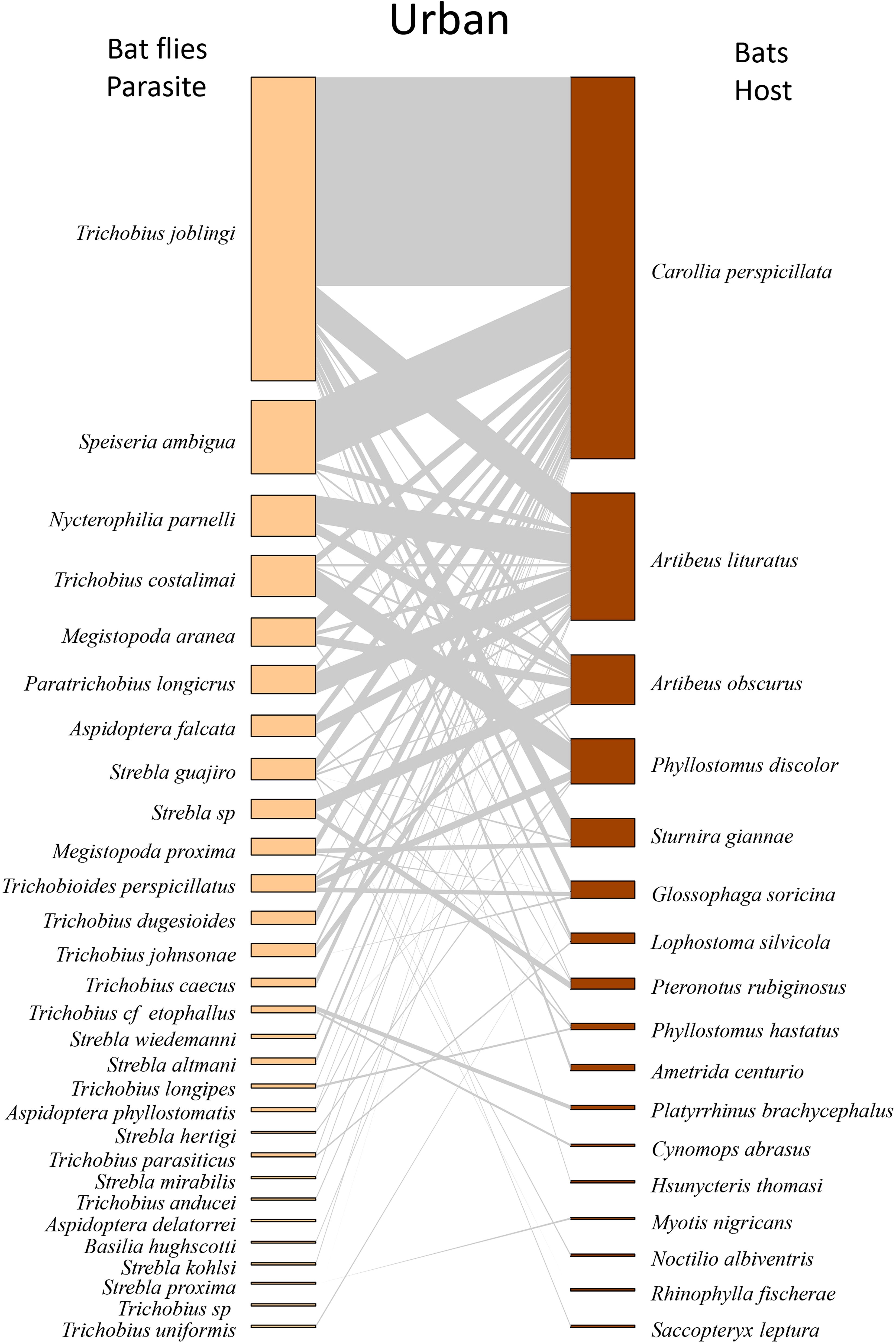 Host-parasite interaction network between bat flies (Diptera: Streblidae/Nycteribiidae) and their chiropteran hosts (Mammalia: Chiroptera) in a urban areas. The left column lists bat fly parasites, and the right column shows their corresponding bat hosts. Lines connecting the two lists indicate parasite-host relationships. The lines vary in thickness, showing the strength of associations between specific bat flies and bats. Orange bars represent bat flies, and brown bars represent bats, visualizing specificity and interactions.