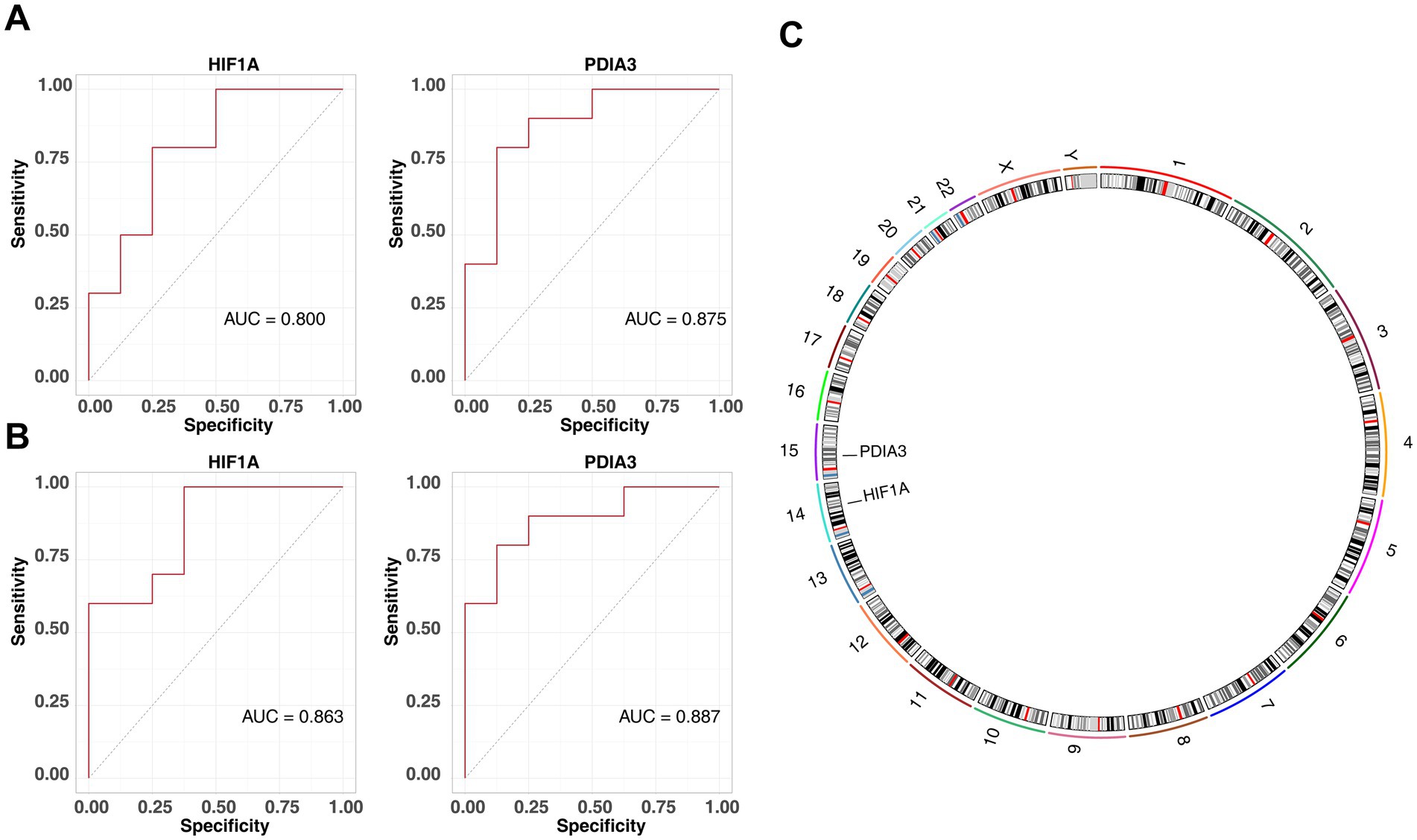 Panel A and B display ROC curves for HIF1A and PDIA3. Panel A shows AUC values of 0.800 and 0.875, while panel B shows 0.863 and 0.887. Panel C illustrates chromosomal locations, highlighting genes PDIA3 and HIF1A.