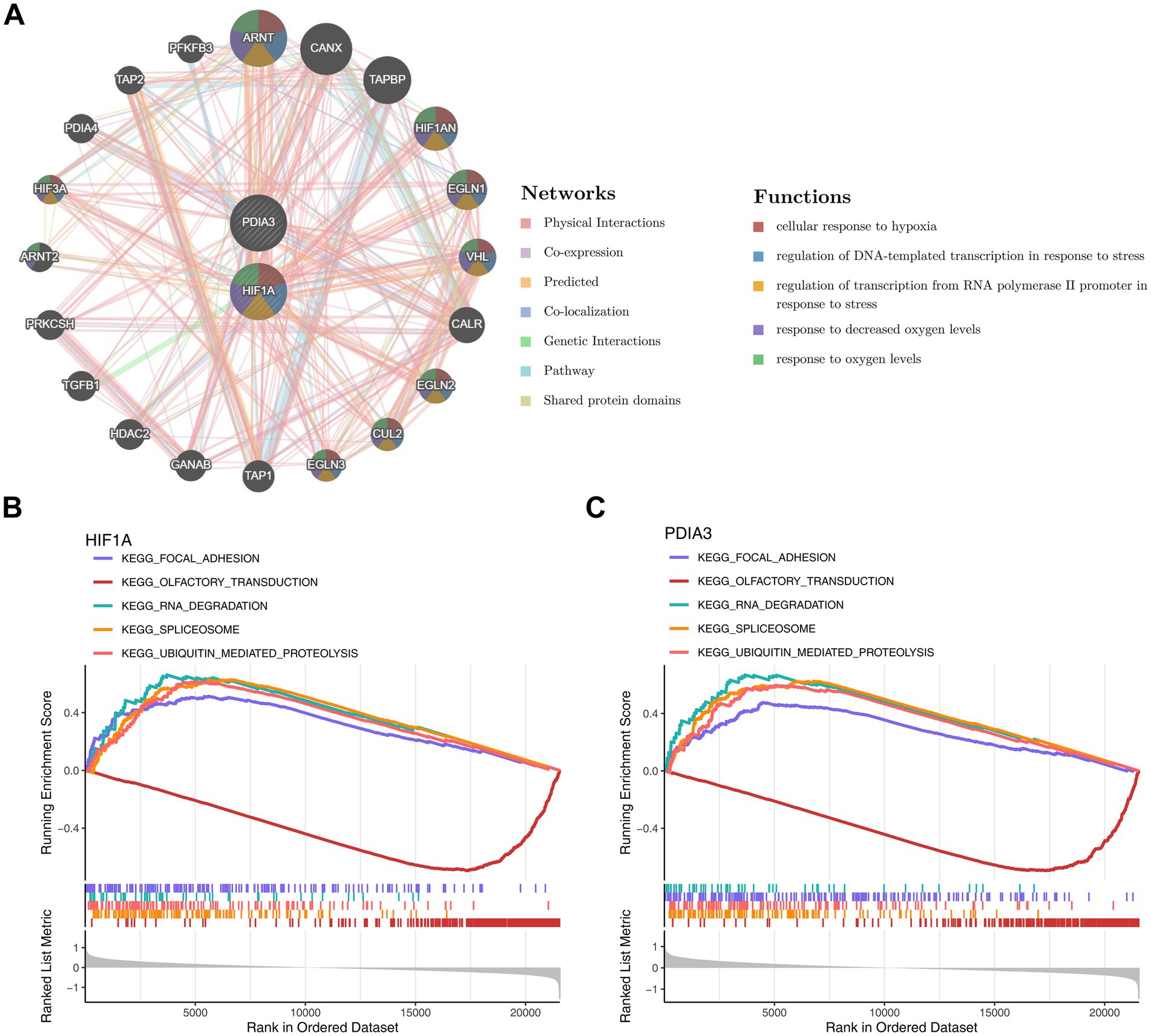 A network diagram (A) displays interactions among proteins with types such as physical interactions and co-expression. Functions include responses to hypoxia and stress-related transcription. Graphs B and C show enrichment scores for HIF1A and PDIA3 in ordered datasets with KEGG pathways, indicating various biological processes.