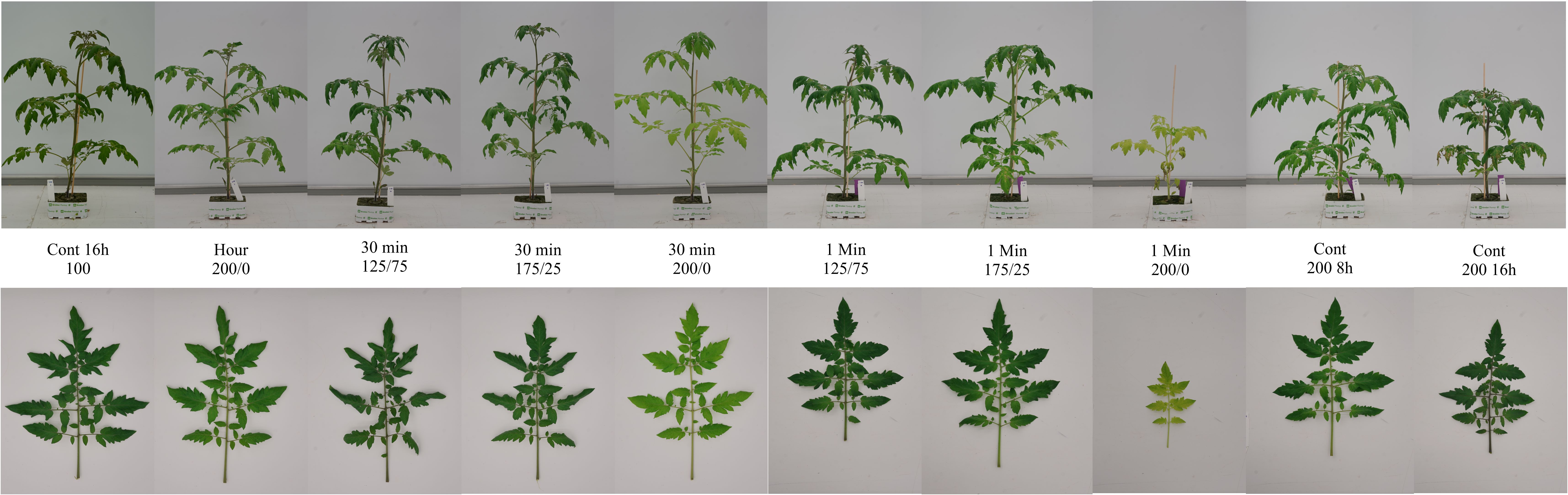 A series of images showing tomato plants under different experimental conditions. The top row displays whole plants with varying growth patterns and leaf coloration. The bottom row shows individual leaves corresponding to each plant, highlighting differences in size, shape, and color. Labels beneath each set indicate the specific conditions such as duration and light exposure used for each plant.
