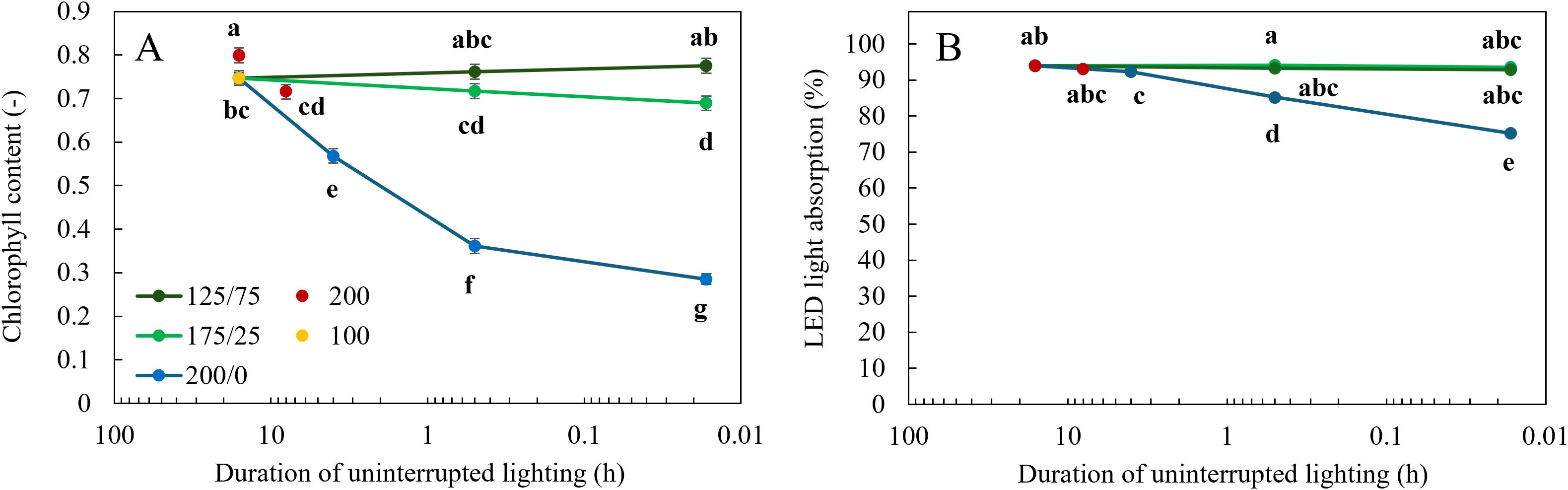 Two graphs labeled A and B show the effects of uninterrupted lighting duration on chlorophyll content and LED light absorption, respectively. Graph A shows chlorophyll content decreasing with shorter lighting duration, varying across treatments 125/75, 175/25, 200, and 100. Graph B illustrates LED light absorption remaining high across treatments except for 200/0, where it decreases significantly.