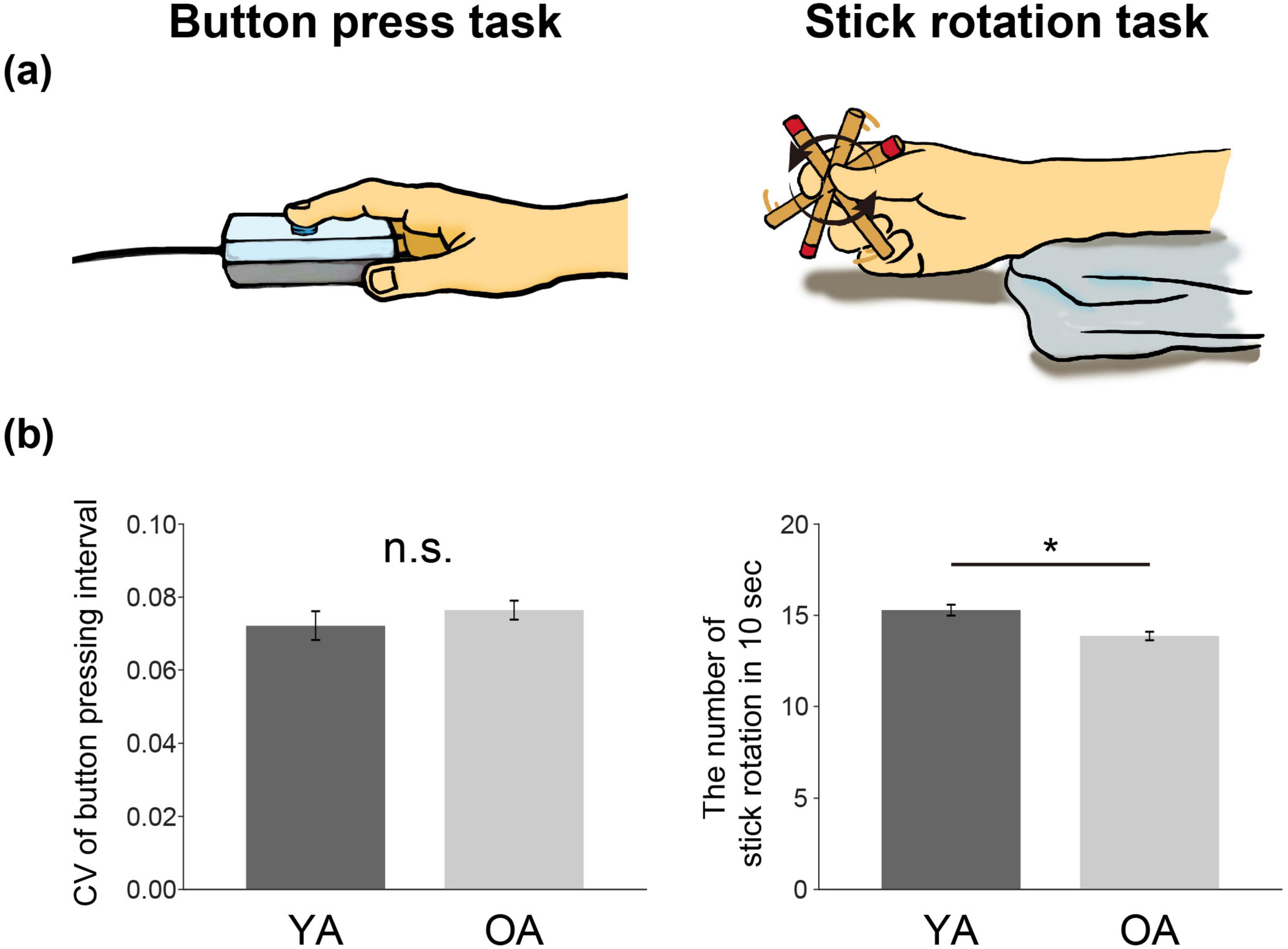Illustration of two tasks: a hand pressing a button for the button press task, and a hand rotating sticks for the stick rotation task. Below, two bar charts compare the coefficient of variation (CV) of button pressing intervals and the number of stick rotations in ten seconds between young adults (YA) and older adults (OA). The button press task shows no significant difference (n.s.) between groups, while the stick rotation task shows a significant difference (*) with YA performing more rotations than OA.