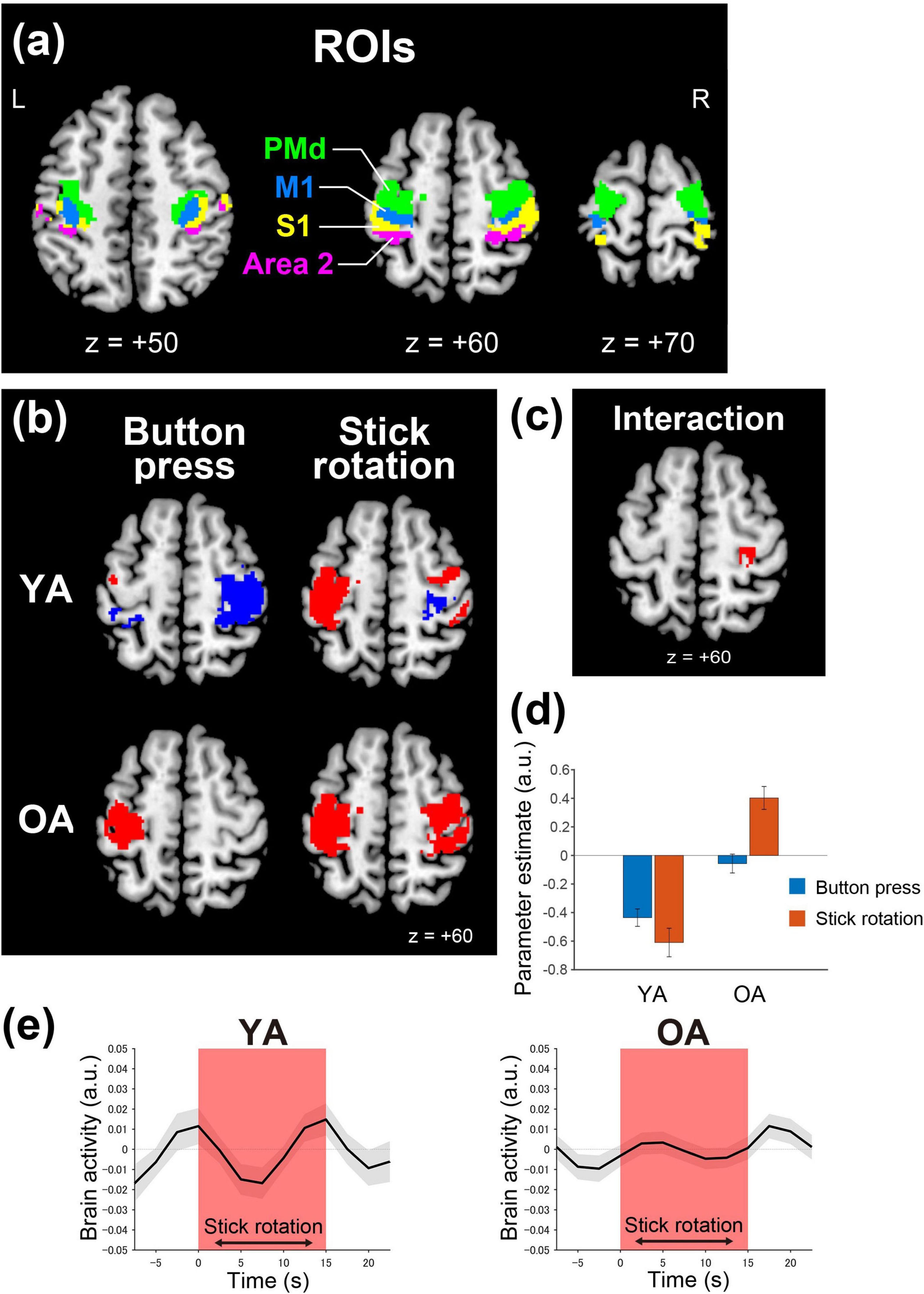 Brain scans showing regions of interest (ROIs) in figures (a), (b), and (c), highlighting areas involved in motor functions like button press and stick rotation, with differences between young adults (YA) and older adults (OA). Figure (d) features a bar graph indicating parameter estimates for the motor tasks. Figure (e) presents line graphs of brain activity over time during stick rotation, separated by age group.
