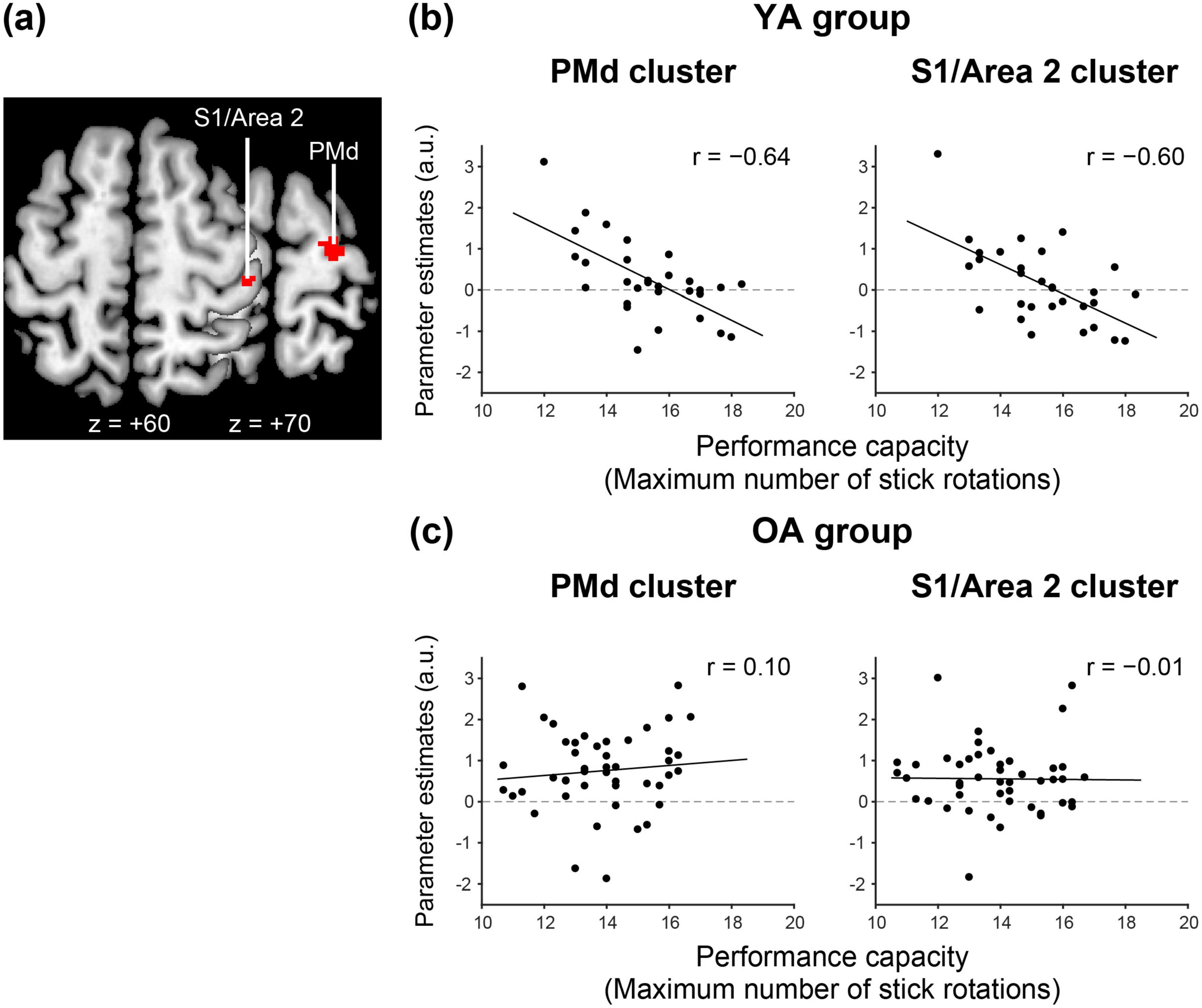 Brain scan images and scatter plots showing neural activity and performance correlations. Panel (a) illustrates brain areas S1/Area 2 and PMd. Panel (b) displays scatter plots for the young adult (YA) group, showing negative correlations between performance capacity and parameter estimates (r = -0.64 for PMd, r = -0.60 for S1/Area 2). Panel (c) shows scatter plots for the older adult (OA) group with weak or no correlation (r = 0.10 for PMd, r = -0.01 for S1/Area 2).