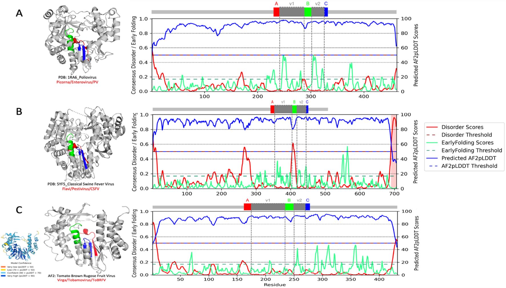 Illustrations and graphs depicting the protein structures and disorder/early folding predictions for three viruses: Poliovirus (A), Classical Swine Fever Virus (B), and Tomato Brown Rugose Fruit Virus (C). Each panel shows a 3D protein structure and a corresponding graph. The graphs display consensus disorder and early folding scores over protein residues, with disorder (red), early folding (green), and predicted AF2pLDDT scores (blue). Threshold lines are indicated for disorder and early folding. Color-coded segments on the structures correlate with graph regions and model confidence is shown in panel C.