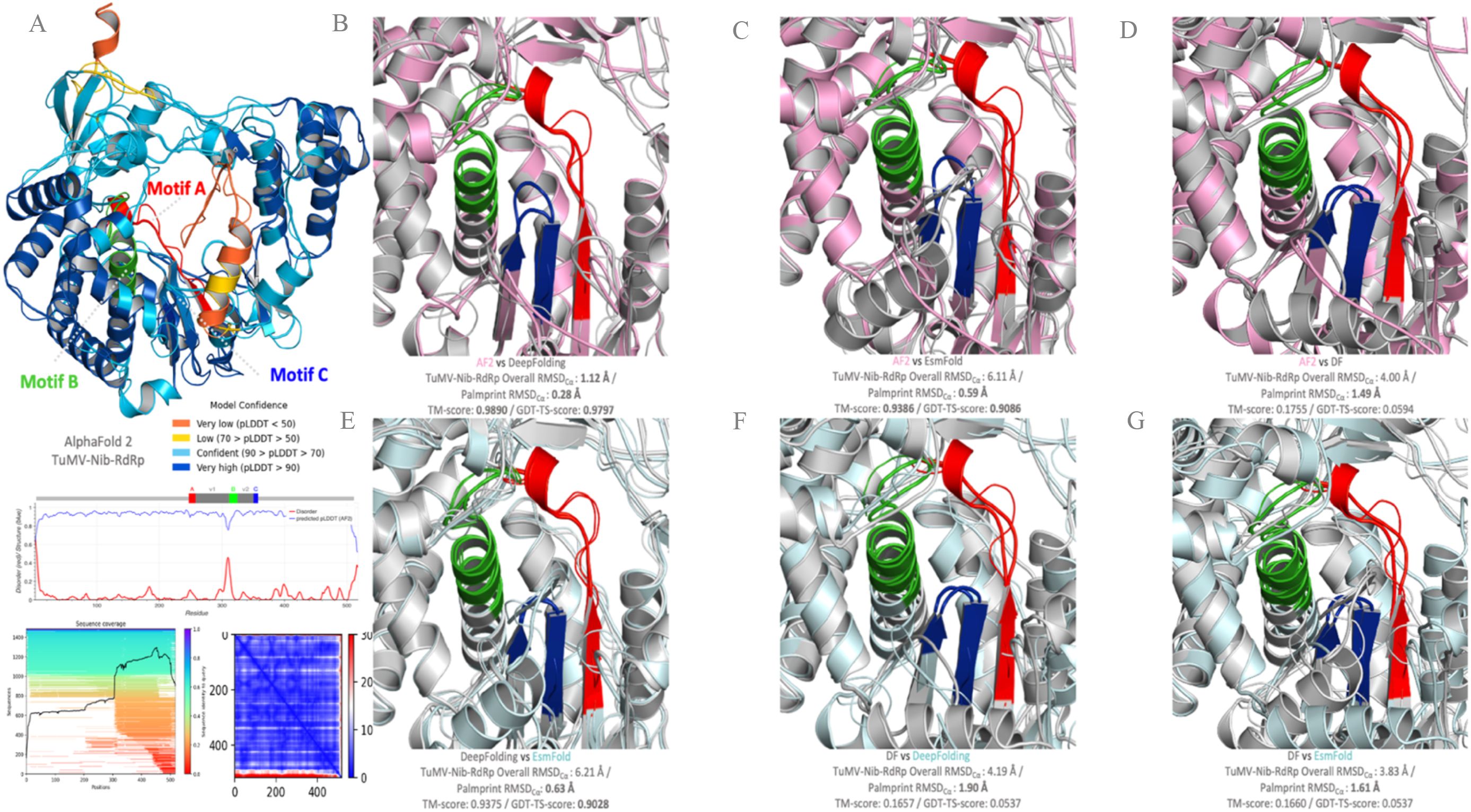 Molecular structure analysis of TuMV-Nib-RdRp with different motif comparisons. (A) Displays motifs A, B, and C with confidence levels. (B-G) Show superimposed structural models evaluated by AlphaFold 2, DeepFolding, EsmFold, and DF with root mean square deviations (RMSD) and TM-scores. Graphs in (E) illustrate confidence scores, sequence coverage, and residue interaction maps.