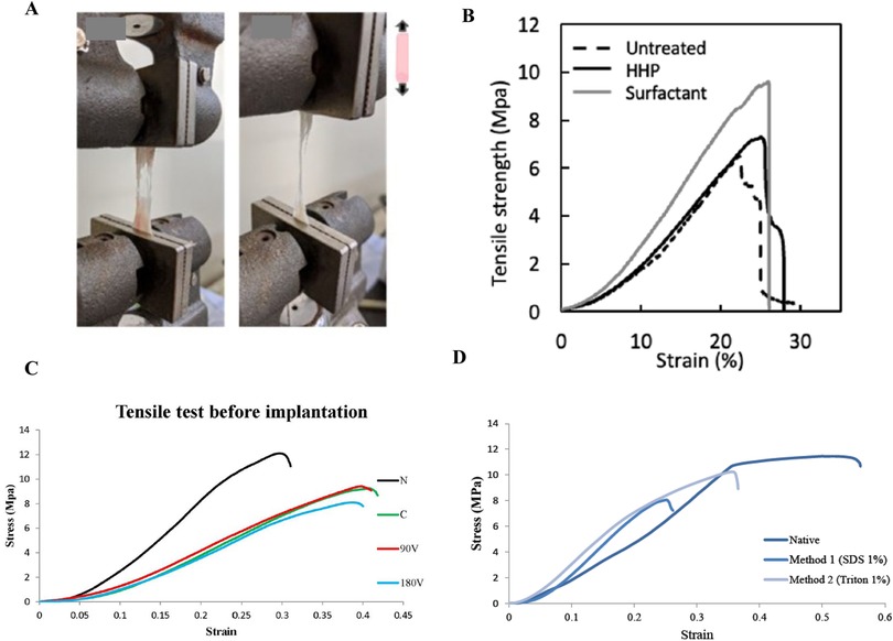 Mechanical test, (A) shows how we access and measure the tensile strength, (B) (15), depicts typical stress-strain curves for the untreated pericardium, high hydrostatic pressurization (HHP)-decellularized pericardium, and surfactant-decellularized pericardium, (C) (49) shows strain measurements of vacuumed decellularized pericardium before and after implantation, and (D) (82) illustrates the stress-strain curves for decellularized tissue in native, SDS-treated, and TX-treated pericardium. Various studies show that tensile strength (Young's modulus) decreases in decellularized tissues compared to native tissue. The type of detergent and the decellularization method have a significant effect on reducing the mechanical properties. As can be seen, the HHP method and the use of surfactants have a higher Young's modulus than the SDS method.
