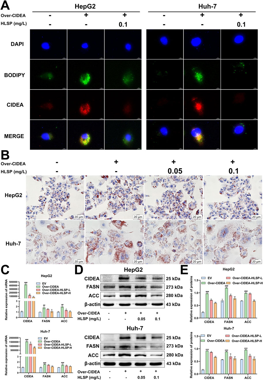 Frontiers | Hu-lu-su-pian ameliorates hepatic steatosis by