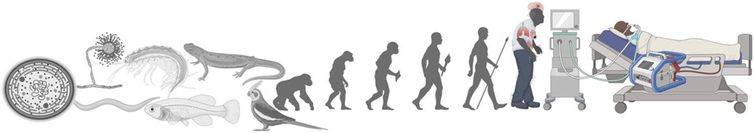 Illustration depicting evolution from a single cell through various organisms, including fish, amphibians, birds, apes, and humans. It ends with a human connected to medical machinery in a hospital bed.