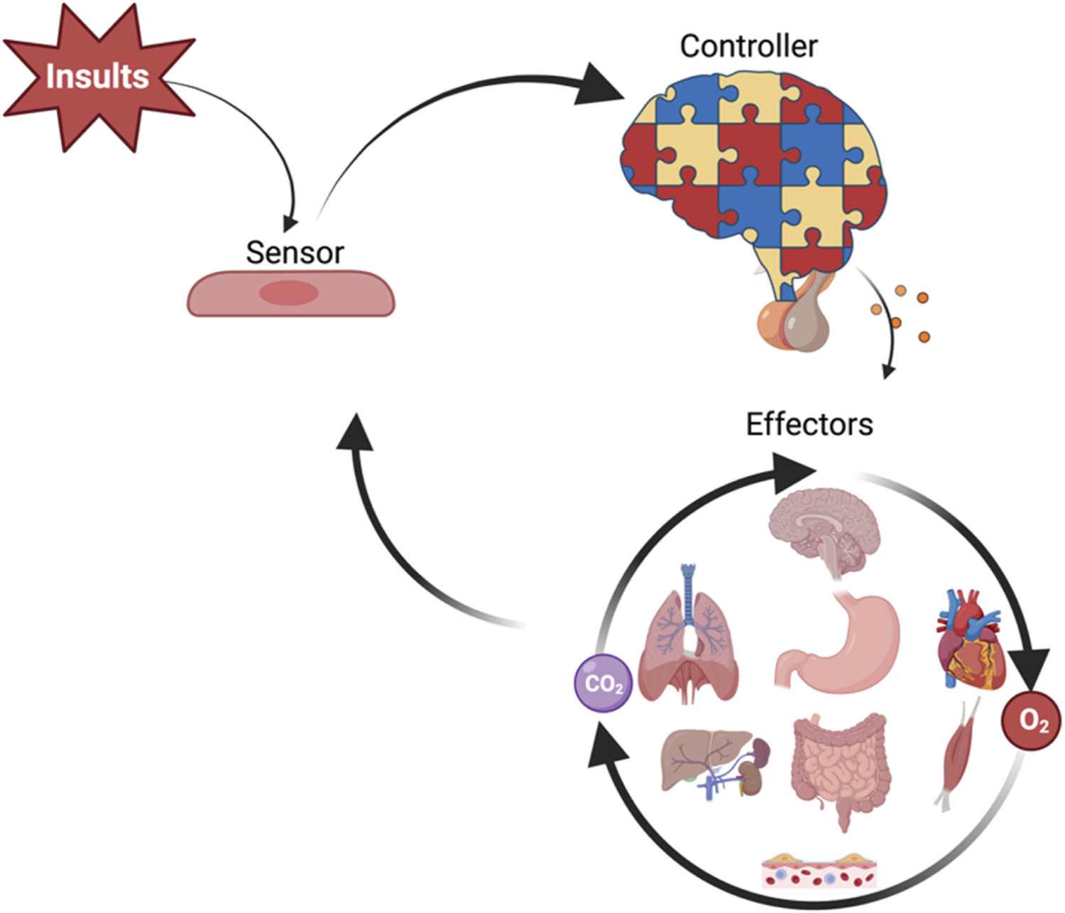 Diagram illustrating a control system model with "Insults" affecting a "Sensor," which then communicates with a "Controller" represented as a brain with puzzle pieces. The controller influences various "Effectors," including organs like the brain, lungs, stomach, heart, liver, kidneys, intestines, muscles, and blood vessels, showing gas exchange with symbols for CO2 and O2. Arrows depict the flow of information and responses.
