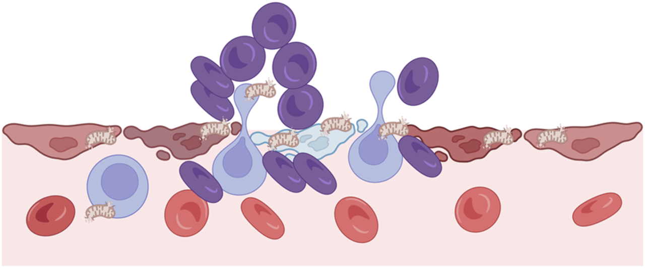 Illustration of hypoxia-induced endothelial injury leading to mitochondrial release into the extracellular space. Depicts damaged endothelium, released mitochondria triggering immune activation, red blood cells, and microvascular dysfunction, ultimately contributing to local perfusion failure and systemic hemodynamic imbalance.