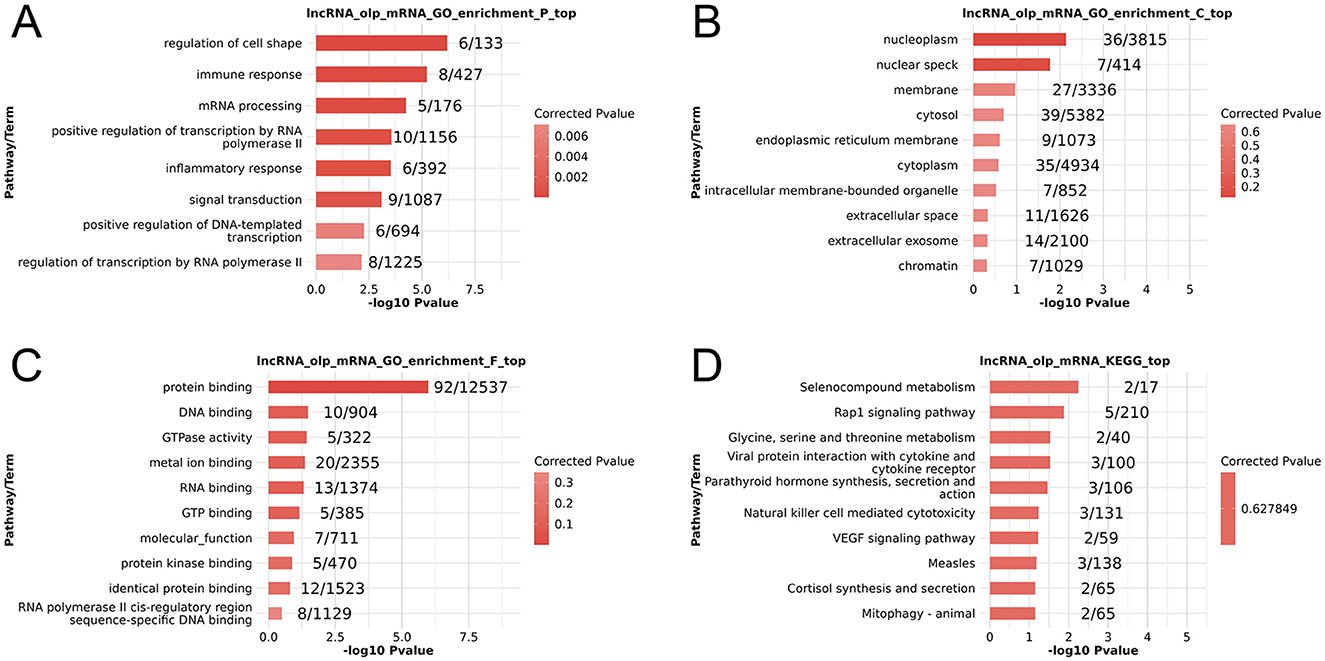Four bar charts labeled A, B, C, and D depict various biological pathway enrichments with red bars indicating corrected p-values. Chart A shows pathways like “regulation of cell shape” and “immune response.” Chart B lists terms such as “nucleoplasm” and “nuclear speck.” Chart C includes “protein binding” and “DNA binding.” Chart D features “Selenocompound metabolism” and “Rap1 signaling pathway.” Each chart displays -log10 p-values on the x-axis with pathways or terms on the y-axis. A color key indicates significance levels.