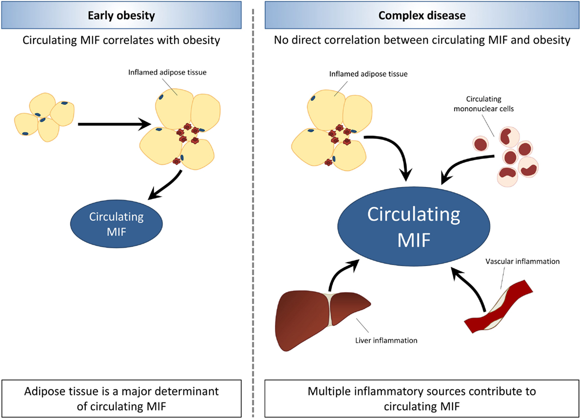 MIF and Autoinmmune Liver Disease