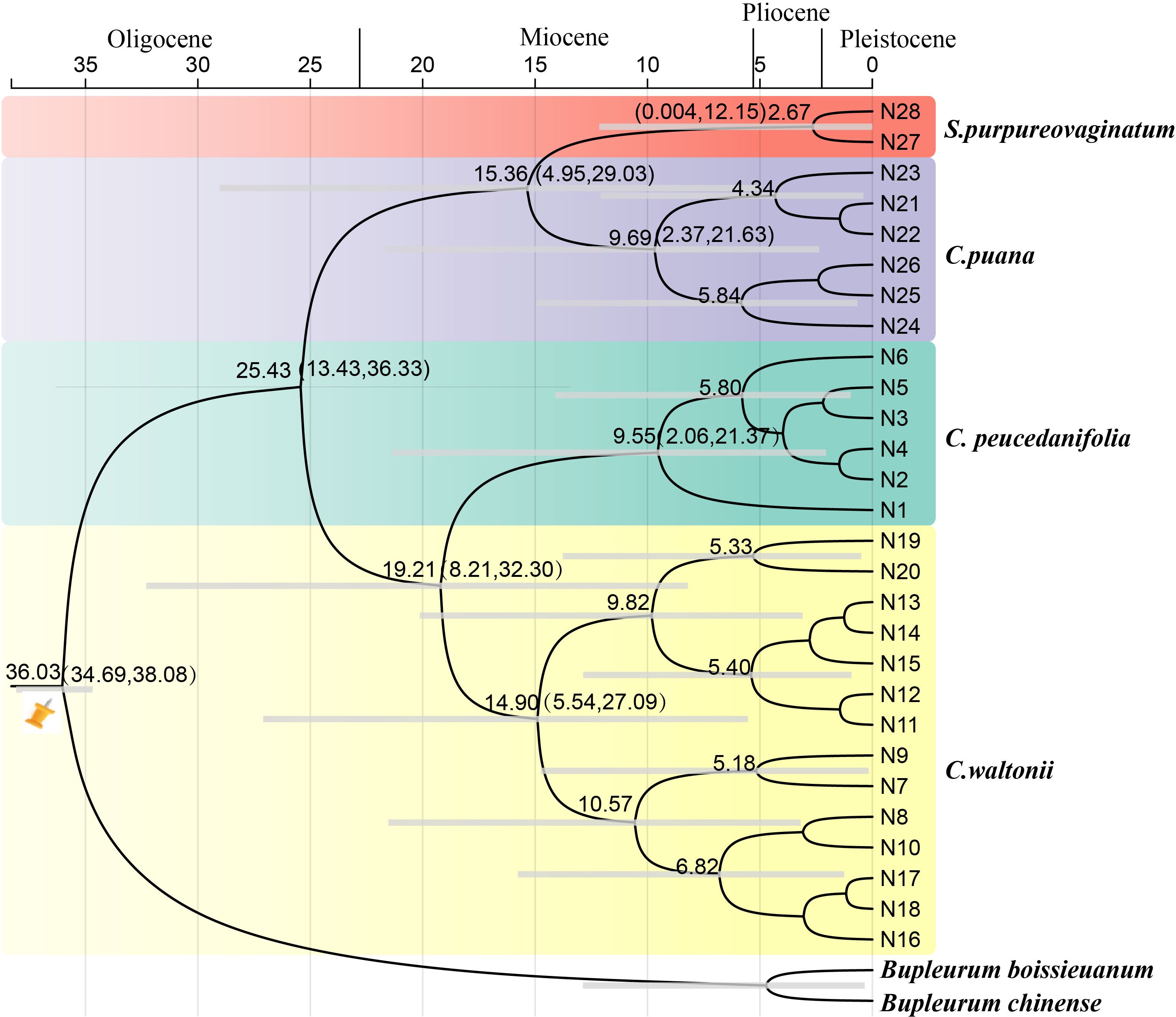 Frontiers | Morphology, phylogeography, phylogeny, and