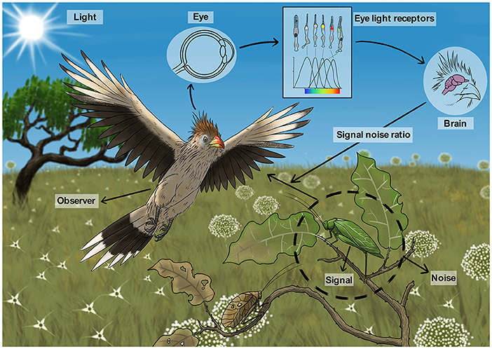 Illustration depicting the process of visual perception in a bird observing an insect in a field. Sunlight illuminates the scene. Arrows connect elements including the bird’s eye, eye light receptors, and brain, indicating the path from light detection to signal processing. Labeled components include observer, eye, signal, noise, and signal-to-noise ratio. The scene is set in a grassy area with trees and flowers.