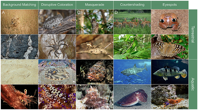 Table showing animal camouflage techniques in terrestrial and aquatic environments. Rows represent environments: Terrestrial and Aquatic. Columns indicate animal color adaptations: Background Matching, Disruptive Coloration, Masquerade, Countershading, Eyespots. Terrestrial examples include a lion in grass, a praying mantis, a bird masquerading as a tree branch, deer with countershading, butterfly with eyespots. Aquatic examples include a flatfish on sand, a fish blending in coral, a shark with dark top and light belly, fish with eyespots. Each image exemplifies the corresponding camouflage strategy.
