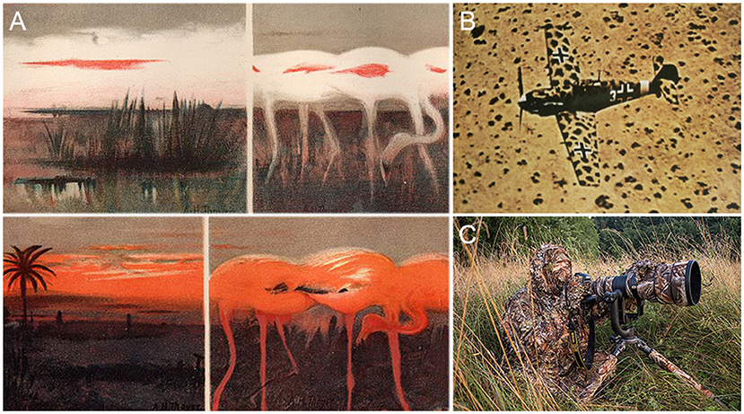 A four-part image features: A: Two illustrations of flamingos blending with their environment; one with the dawn sky and the second with the sunset sky. B: A camouflage aircraft flying over a terrain, blending seamlessly with the landscape. C: A photographer in a camouflage suit lying in tall grass, using a large camera lens mounted on a tripod.