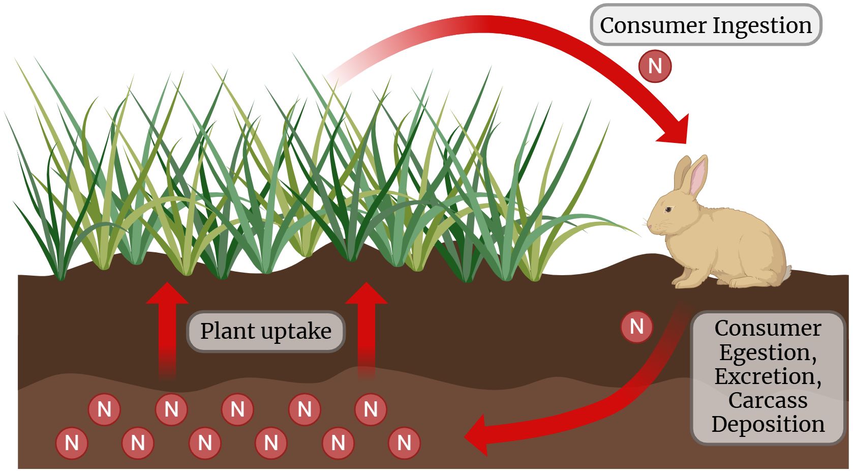 The graphic illustrates a nitrogen cycle involving plant and consumer interactions. At the bottom-left of the image, nitrogen is absorbed by plants from the soil, depicted as “Plant uptake.” At the right, a rabbit represents the consumer, which ingests the plants, labeled “Consumer Ingestion.” Arrows indicate nitrogen transfer through consumption, egestion, excretion, and carcass deposition, labeled as “Consumer Egestion, Excretion, Carcass Deposition.” The interconnected arrows visually demonstrate the flow of nitrogen between soil, plants, and consumers.