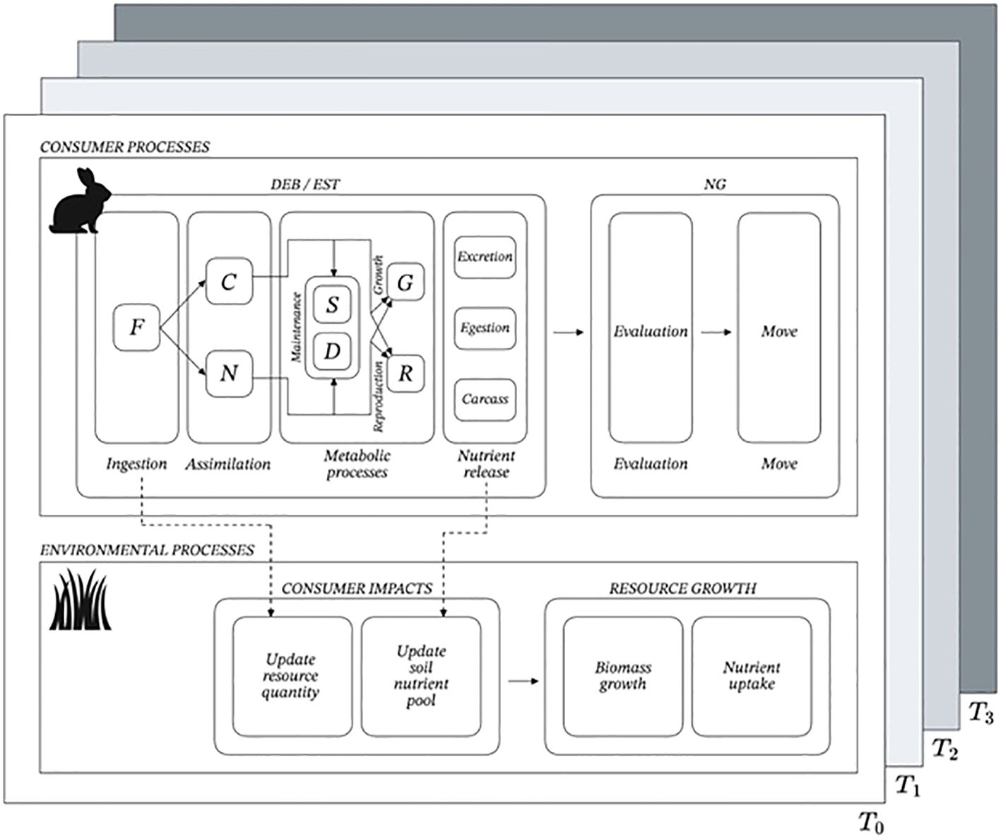 The layout features a conceptual framework illustrating consumer processes, environmental impacts, and resource growth. In panel (C), the processes of ingestion and assimilation lead to metabolic activities influenced by various factors (F, N, R), resulting in maintenance (S) and reproduction (G). Panel (NG) denotes evaluation and movement processes. Below, environmental processes drive consumer impacts, updating resource quantity and soil nutrient pools while promoting biomass growth and nutrient uptake. The evolution of these processes is depicted across temporal panels (T0 to T3), indicating changes over time.