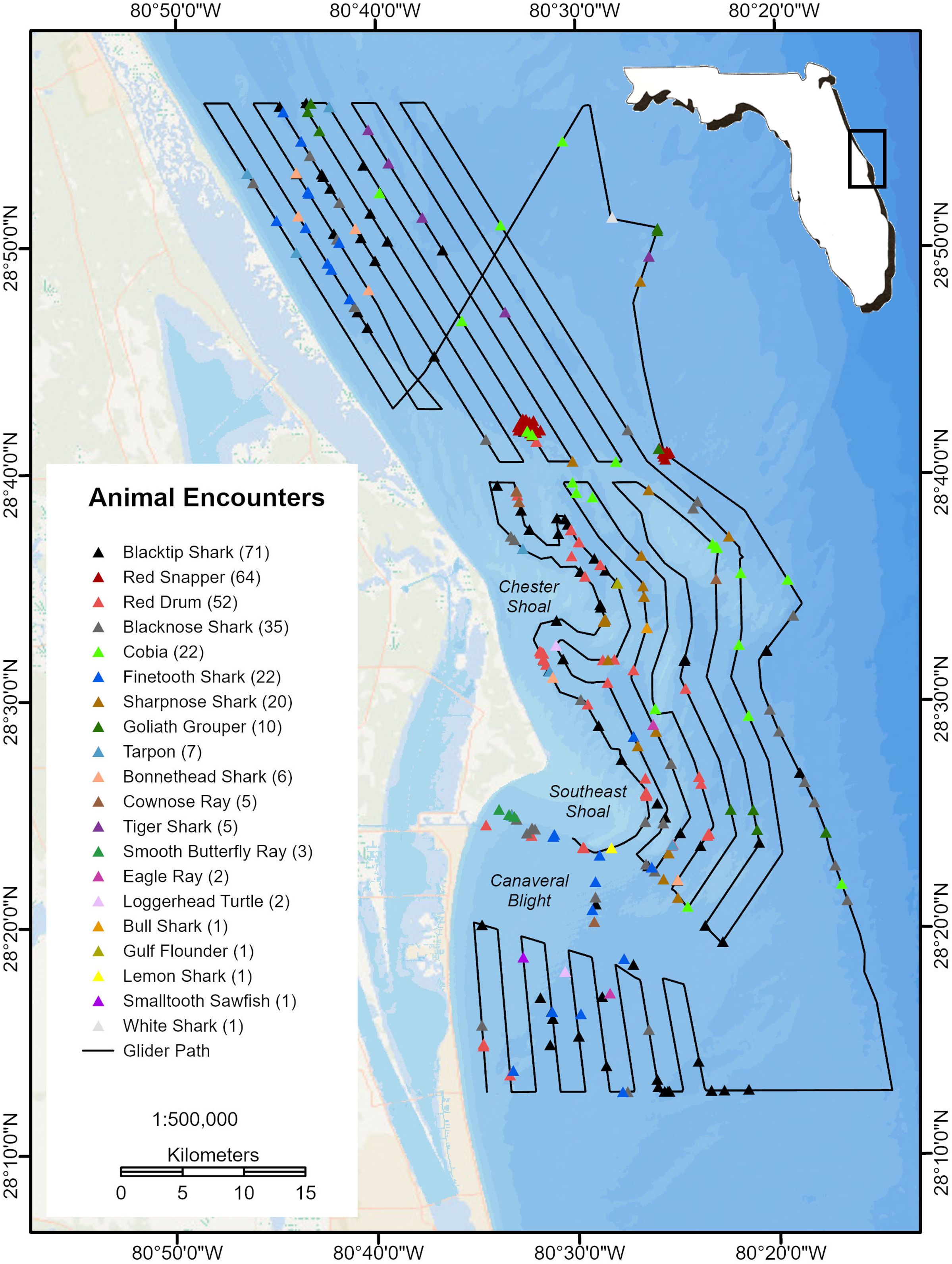 Map of marine animal encounters off the eastern coast of Florida, showing paths and locations of various species, including sharks, fish, and rays. Different colored triangles indicate animal species, such as Blacktip Sharks, Red Snapper, and Loggerhead Turtles. Black lines show glider paths through the Chester Shoal and Southeast Shoal areas. A key provides species information with encounter numbers, and a bar scale indicates distance.
