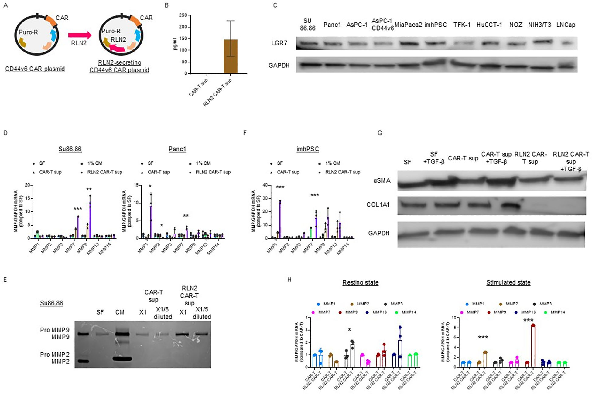 A scientific figure with multiple panels detailing experimental data on CD44v6 CAR plasmid and RLN2 secretion. Panel A shows illustrations of plasmid designs. Panel B is a bar graph comparing protein levels. Panel C has a Western blot for LGR7 and GAPDH across various cell lines. Panels D and F display bar graphs of MMP RNA expression in Su86.86, Panc1, and imhPSC cell lines. Panel E shows a gelatin zymography for MMP2 and MMP9. Panel G includes Western blots of αSMA, COL1A1, and GAPDH. Panel H features bar graphs of MMP RNA expression in resting and stimulated states.