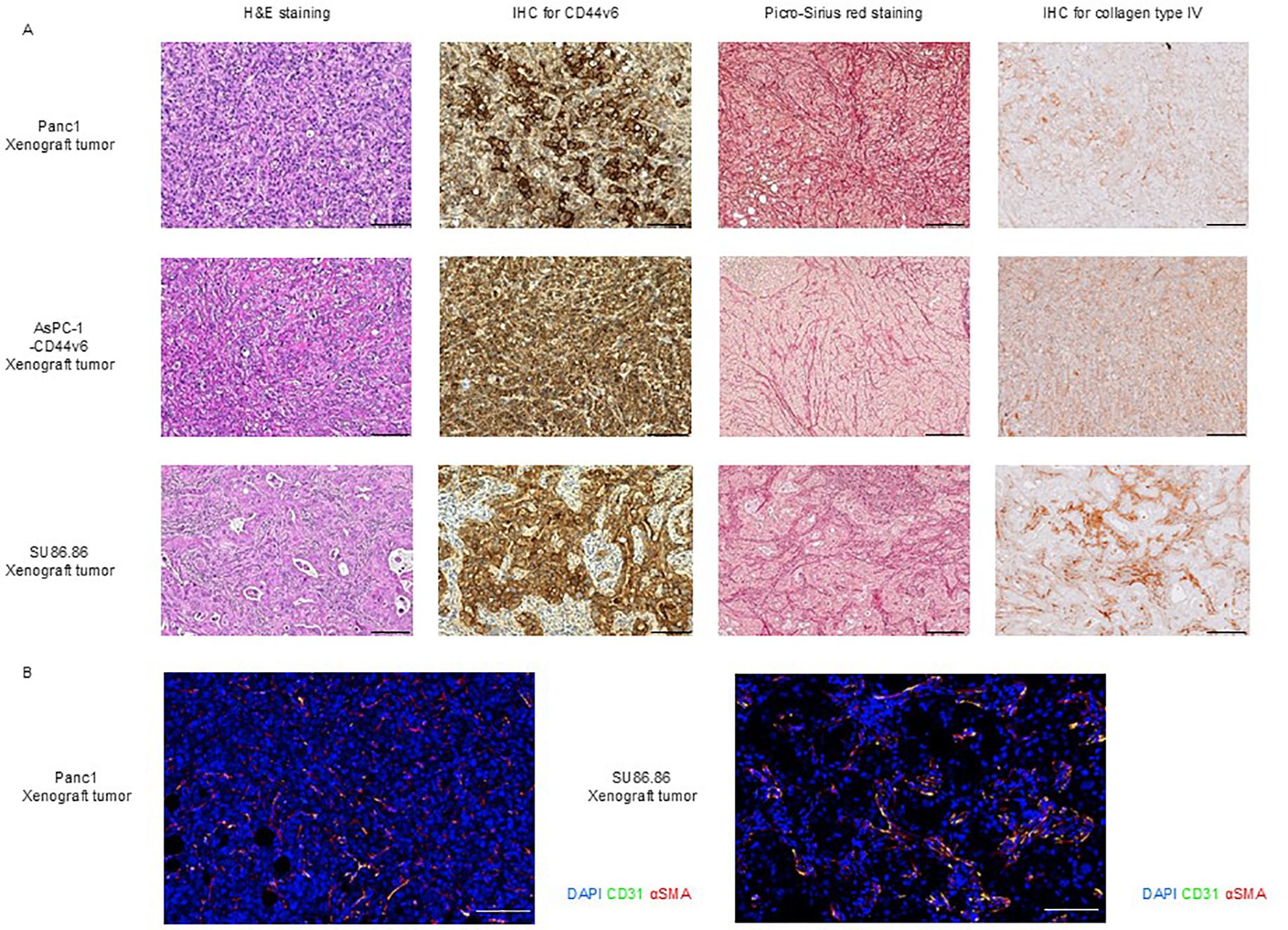 Grid of stained tissue samples from various xenograft tumors. Panel A shows three rows for Panc1, AsPC-1, and SU86.86 tumors, displaying H&E staining, IHC for CD44v6, Picro-Sirius red staining, and IHC for collagen type IV. Panel B has fluorescence images of Panc1 and SU86.86 tumors, highlighting DAPI (blue), CD31 (green), and αSMA (red) staining.