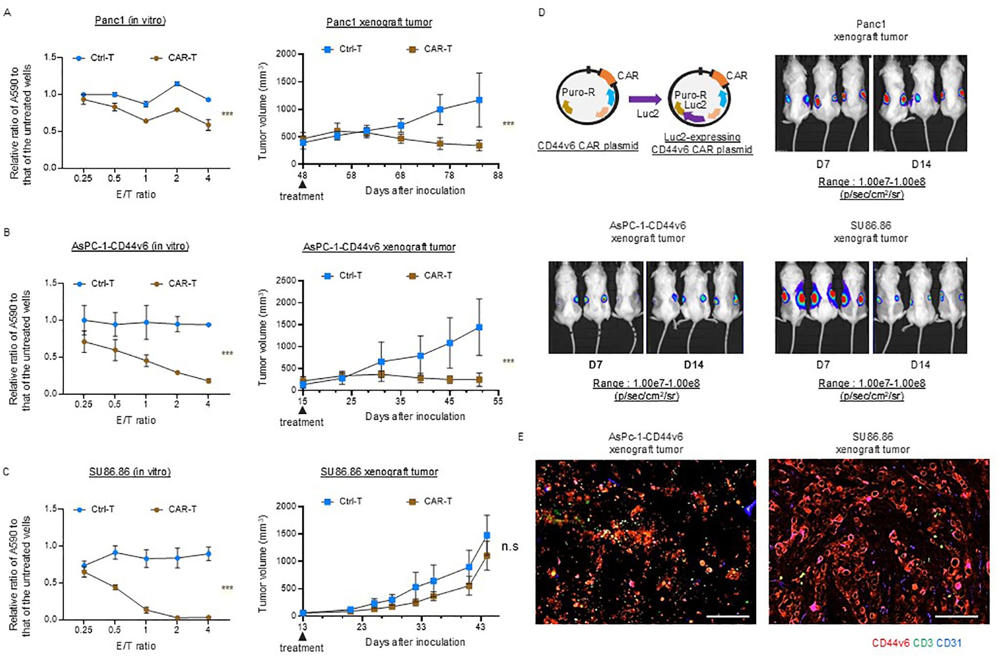 Graphs and images compare Ctrl-T and CAR-T treatments' effects on tumor models and in vitro studies. Panels A, B, and C show tumor volume and cell viability across different conditions. Panel D presents diagrams of CAR plasmids and bioluminescent images tracking tumor growth over time. Panel E displays fluorescent microscopy of xenograft tumors highlighting CD44v6, CD3, and CD31 markers. Error bars represent standard deviations, and significant differences are marked with asterisks.