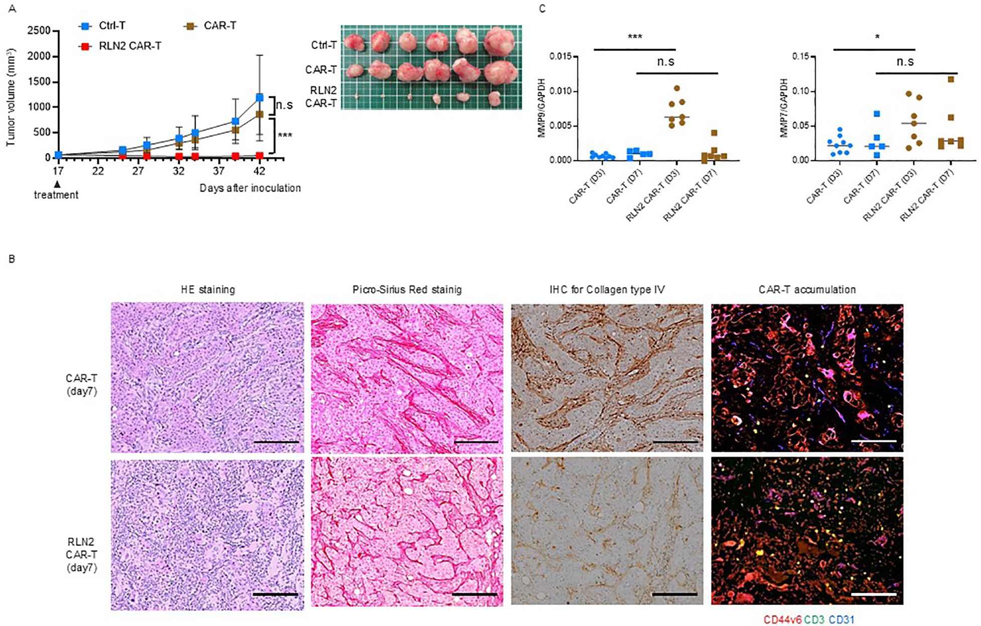 A multi-part scientific figure includes: (A) A line graph comparing tumor volumes over time for different treatments, with a bar chart showing tumor samples. (B) Microscopic images of HE staining, Picro-Sirius Red staining, IHC for Collagen type IV, and CAR-T accumulation, comparing CAR-T and RLN2 CAR-T treatments. (C) Two scatter plots display MMP9 to GAPDH and MMP12 to GAPDH ratios for various treatments, highlighting statistical significance with markings and significance asterisks.