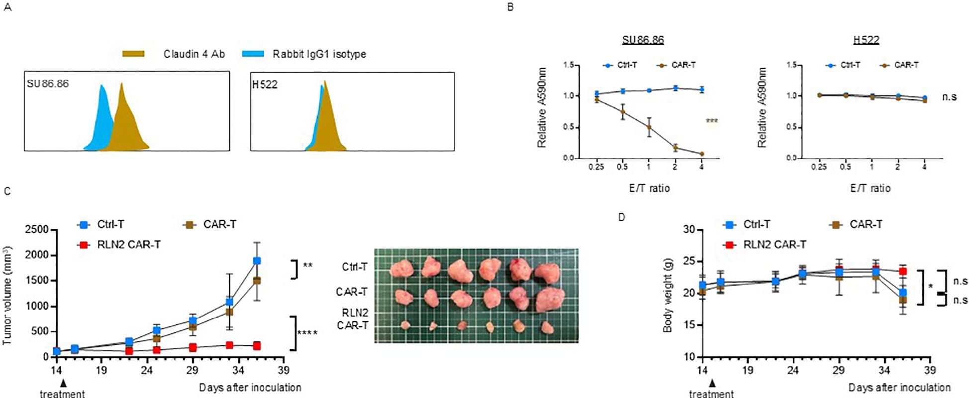 Panel A shows flow cytometry histograms comparing Claudin 4 antibody (brown) and Rabbit IgG1 isotype (blue) for SU86.86 and H522 cells. Panel B displays line graphs illustrating the effect of Ctrl-T and CAR-T on SU86.86 and H522 cells, with notable differences in relative absorbance at varying E/T ratios. Panel C includes a line graph demonstrating tumor volume changes over time for Ctrl-T, CAR-T, and RLN2 CAR-T treatments, accompanied by an image of excised tumors. Panel D shows body weight trends for the same treatments over time. Statistical significance is noted in Panels B and C.